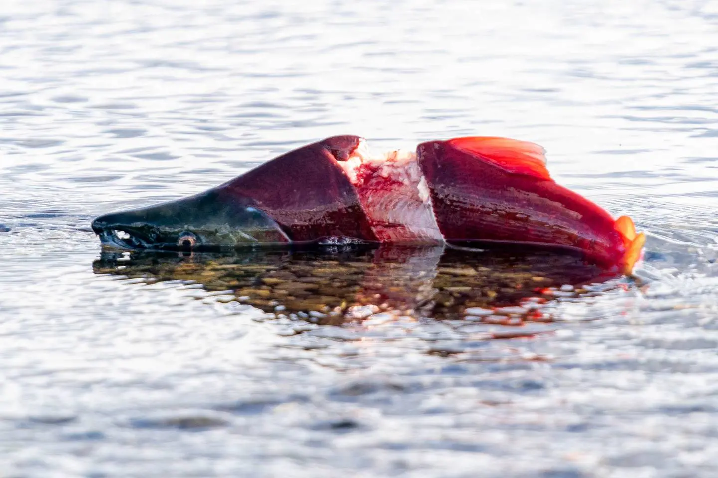 A bright red salmon's spine and bone structure is exposed in the middle of his body.