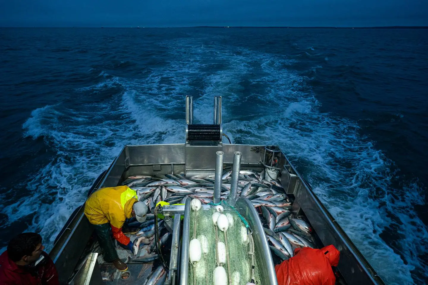 The stern of a medium size boat is full of fish while two workers tends to their processing. The nets are rolled up and the engine is running on the dark blue waters. It appears to be late evening or before sunrise.