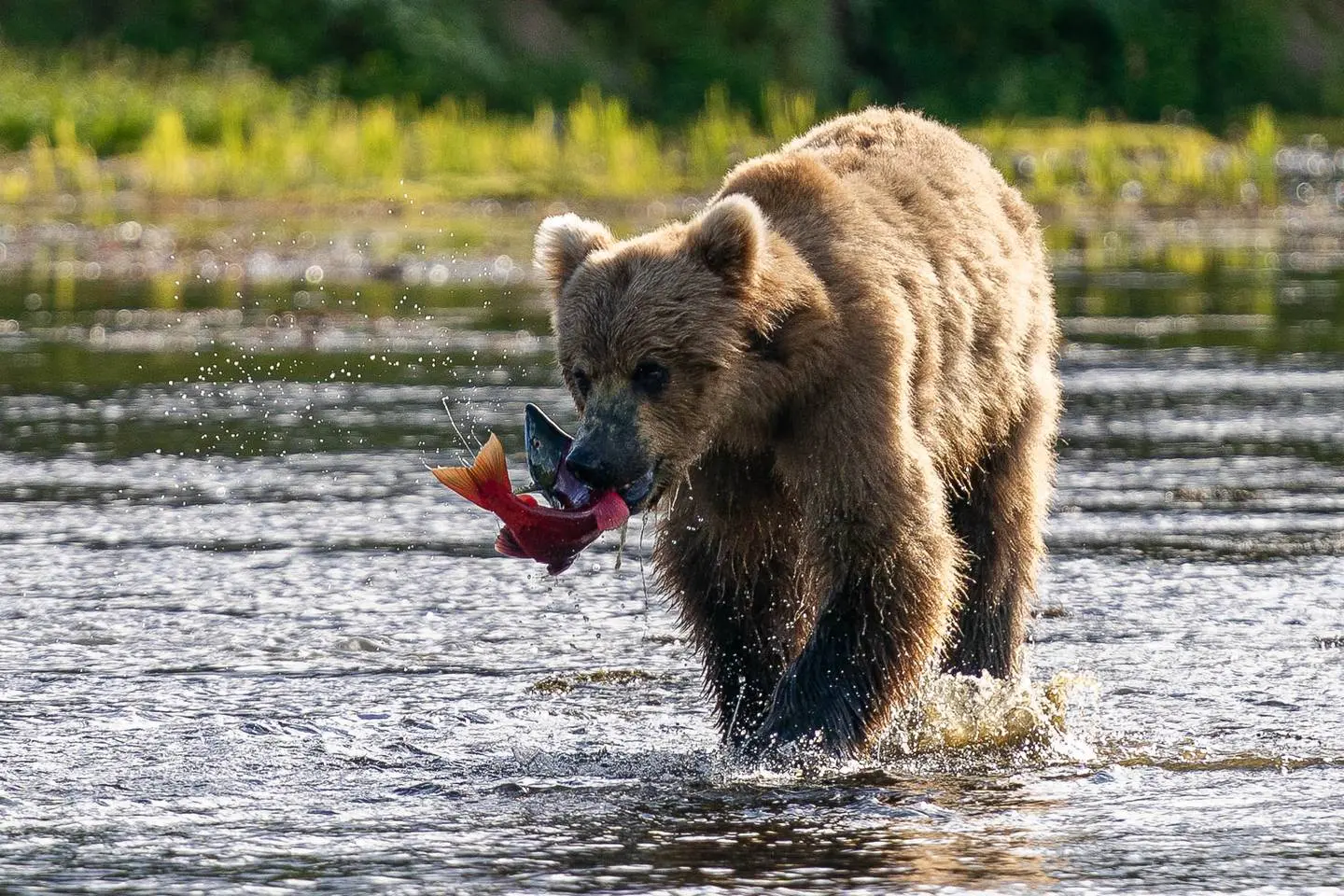 a brown bear standing in the water holds a squirming salmon in his mouth.