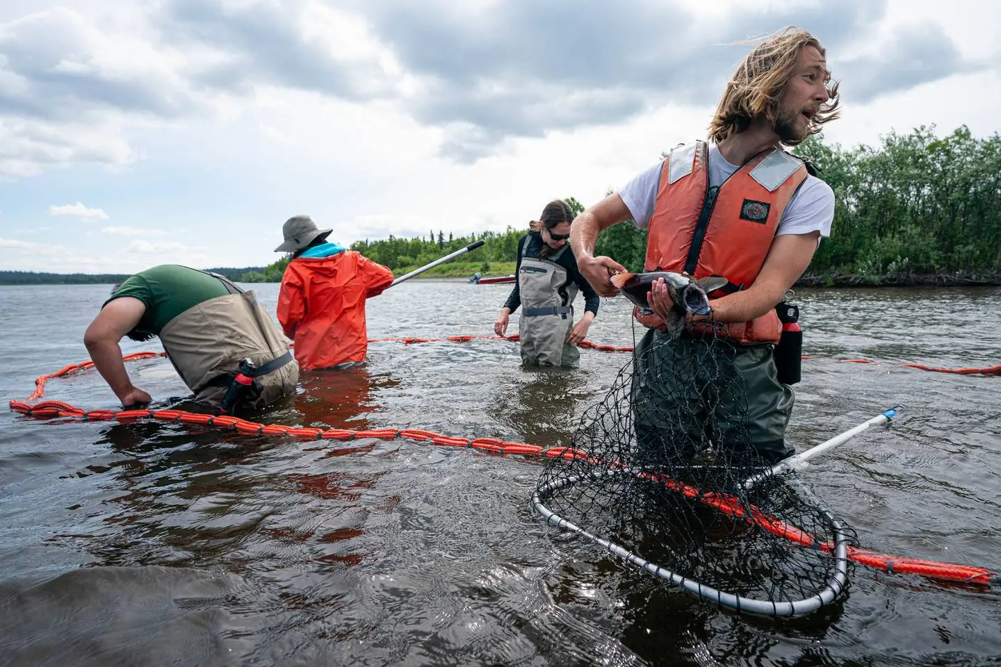 four researchers wade into water where there is a net. One researcher holds a fish.