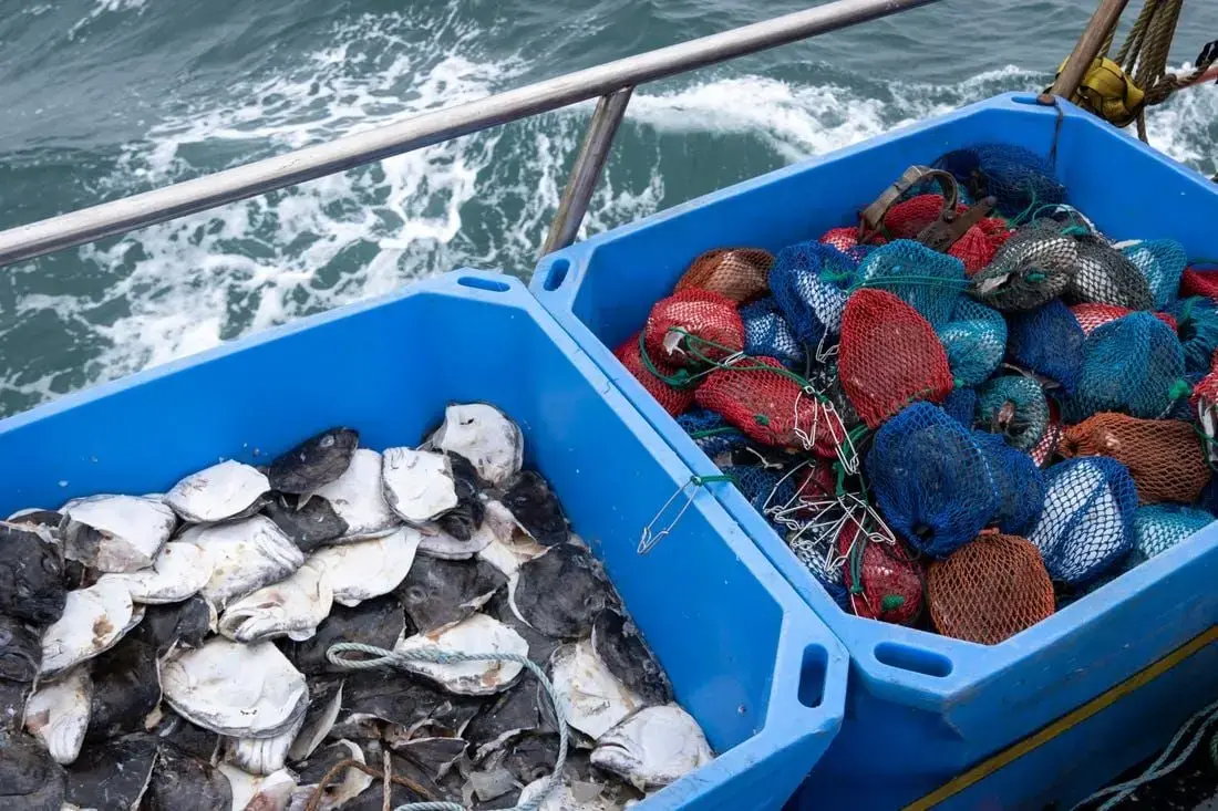 Alaska's Snow Crabs Suddenly Vanished. Will History Repeat Itself As Waters  Warm?