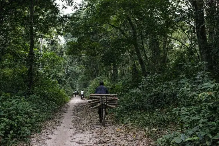 Elders call for quick action to curb rampant exploitation of South Sudanese forests 3