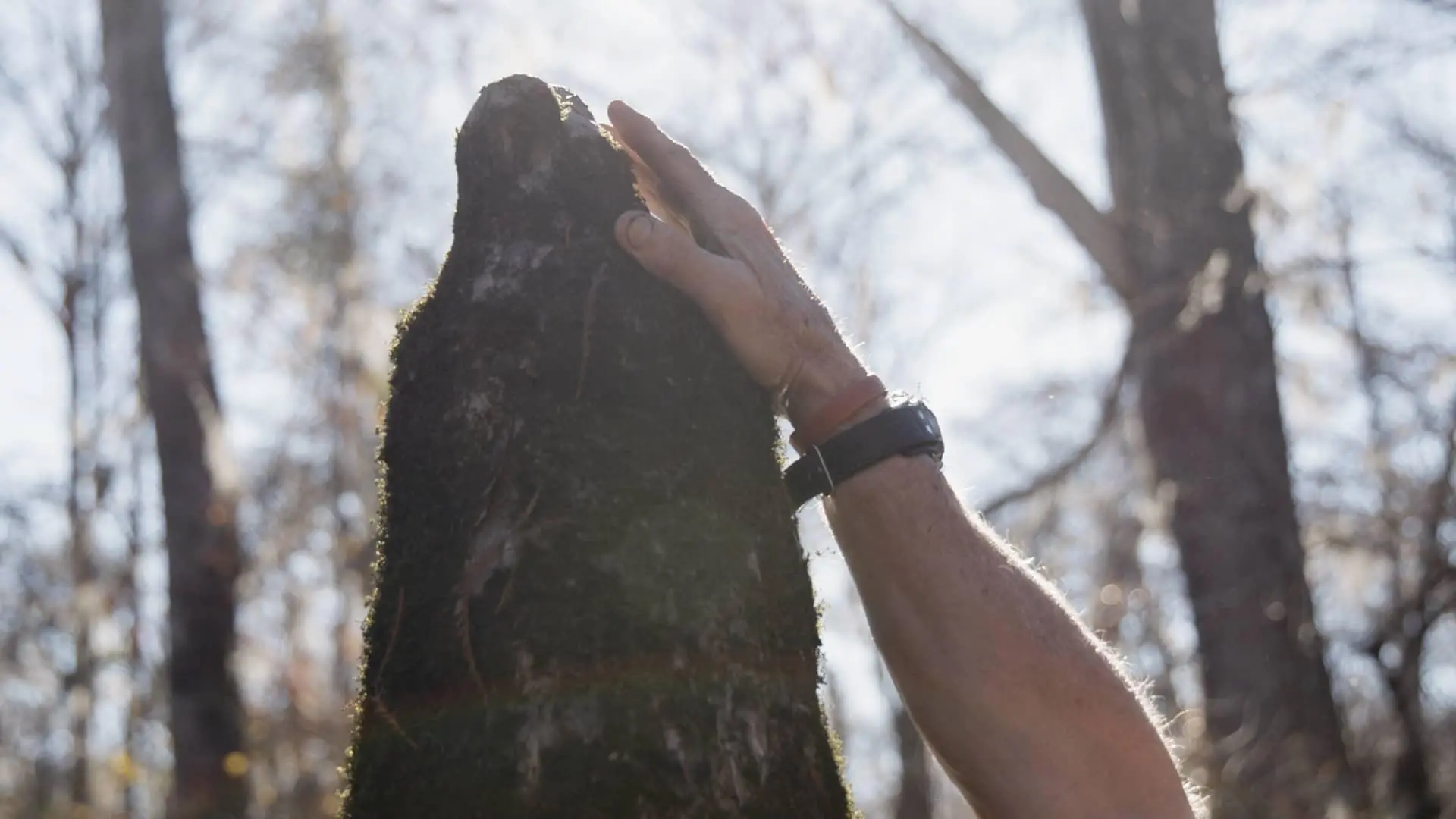 A hand holds atop a tree 