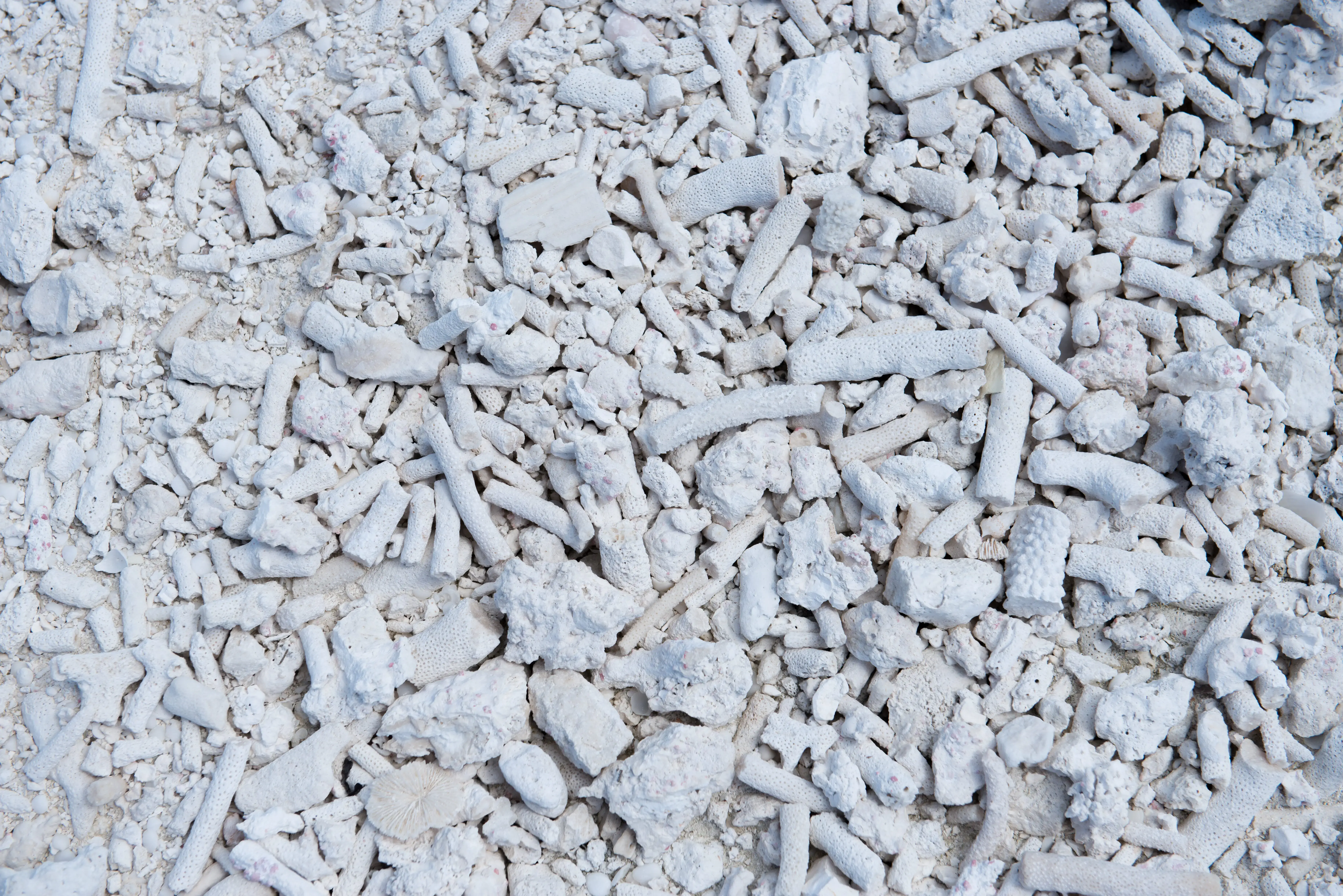 coral debris