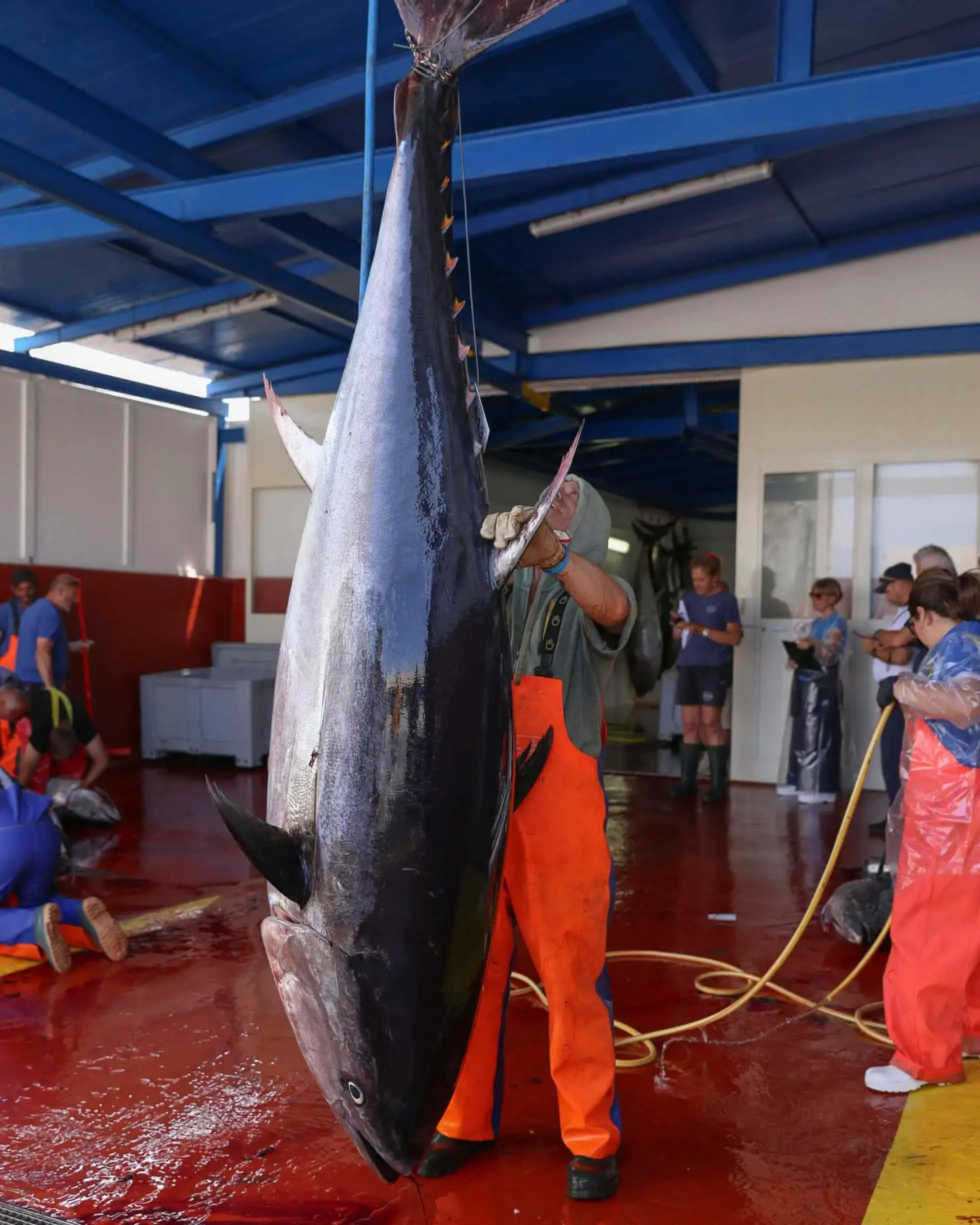 A frenzy of bodies in the chamber of death': Italian fishers fight