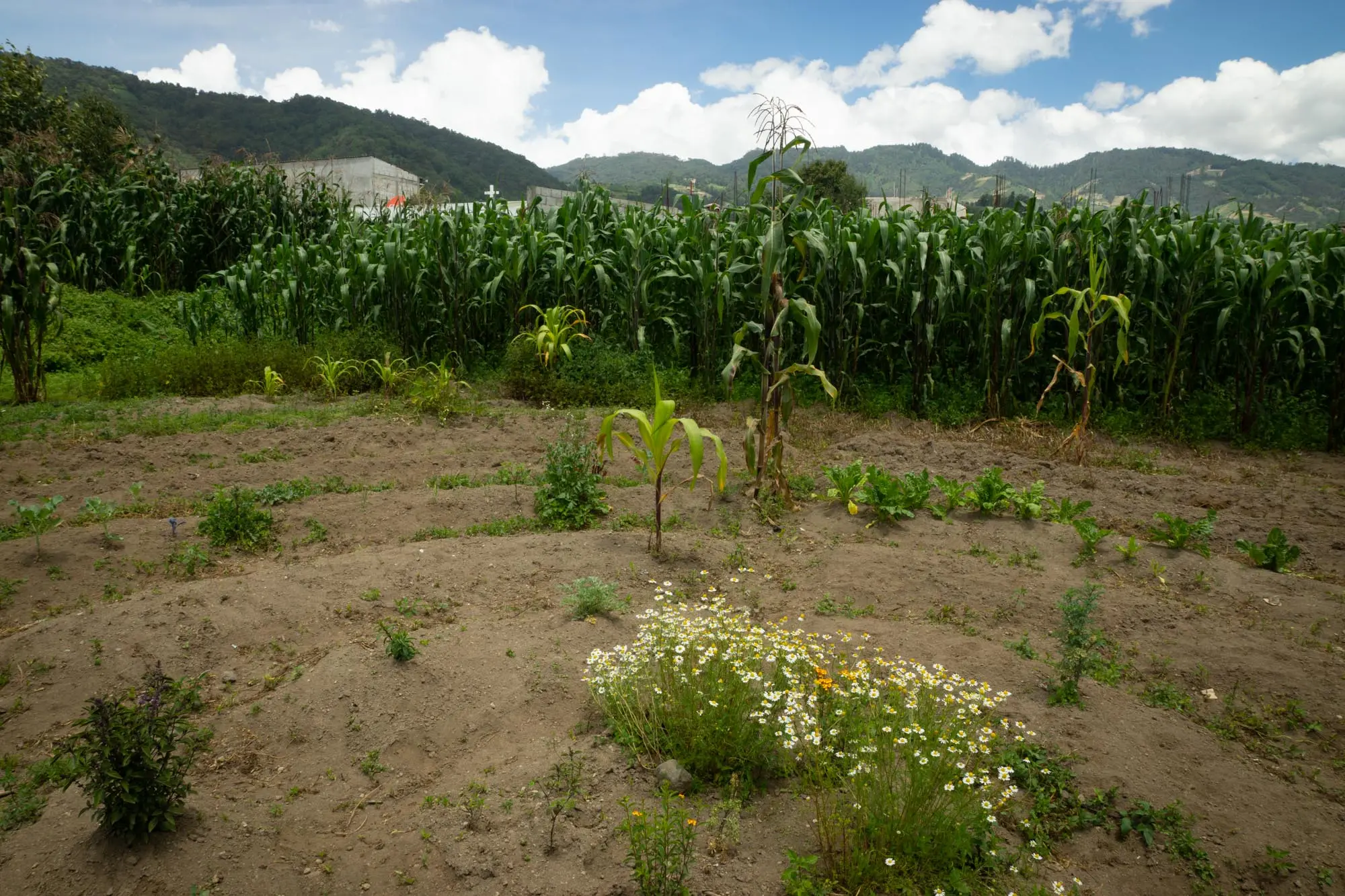 huerto mandala