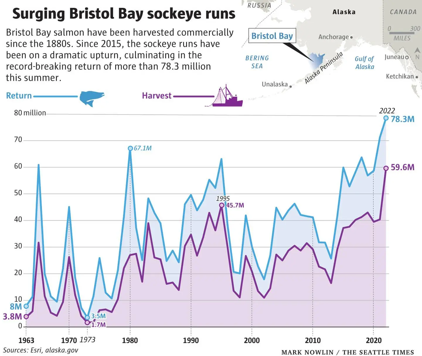 A graph titled "Surging Bristol Bay sockeye runs" reads: Bristol Bay salmon have been harvested commercially since the 1880s. Since 2015, the sockeye runs have been on a dramatic upturn, culminating in the record-breaking return of more than 78.3 million this summer. The return line stays parallel and below the harvest line consistently, from 1963 to 2020. 1973 has a low of 1.7M catch, 2022 has a high of 59.6M catch. 