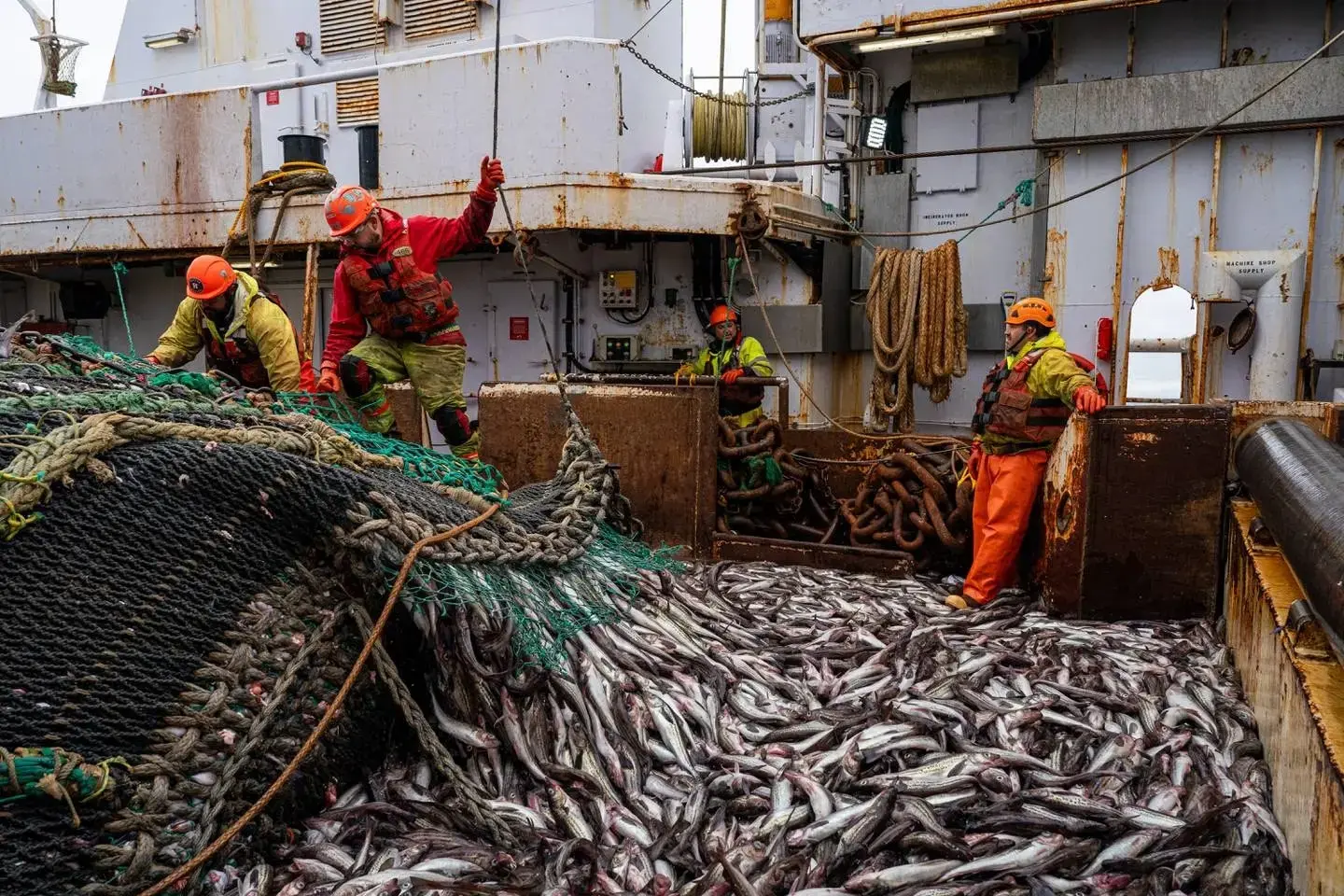 A Struggle To Dodge Salmon in Pursuit of a Massive Pollock Bounty