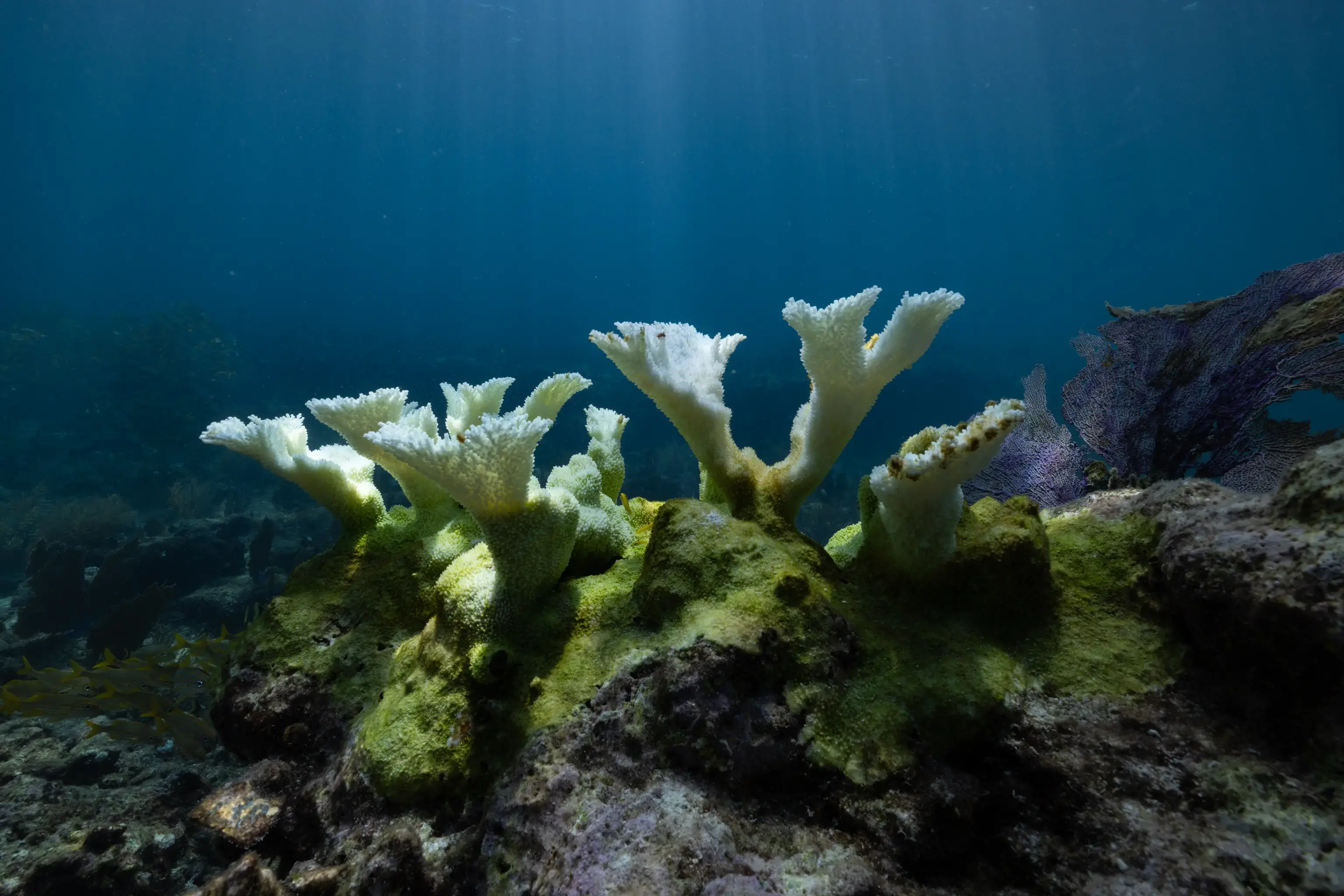 As staghorn coral declines along Florida coast, planting project