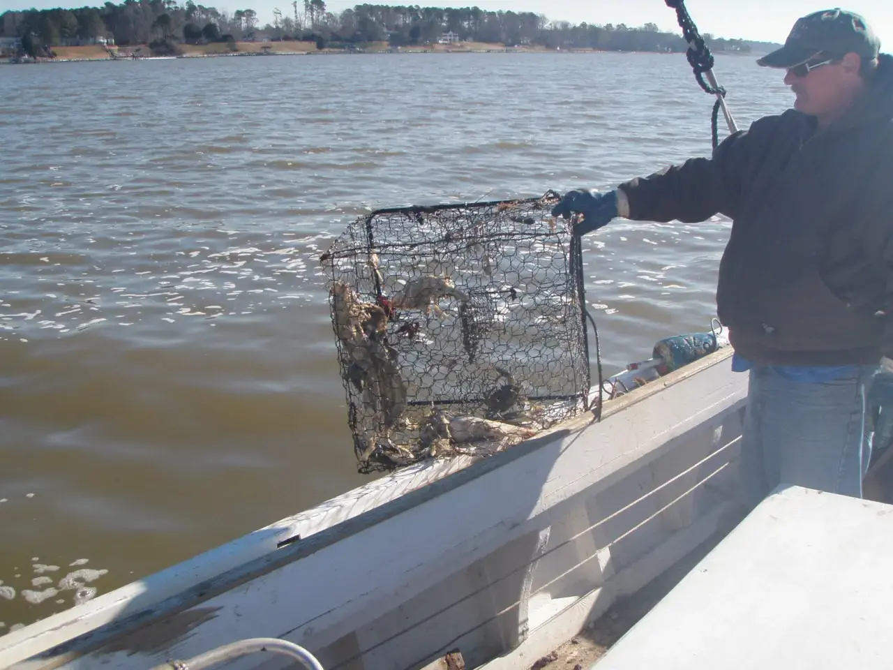 Reducing Bycatch Mortality in Crab Pots in Virgina