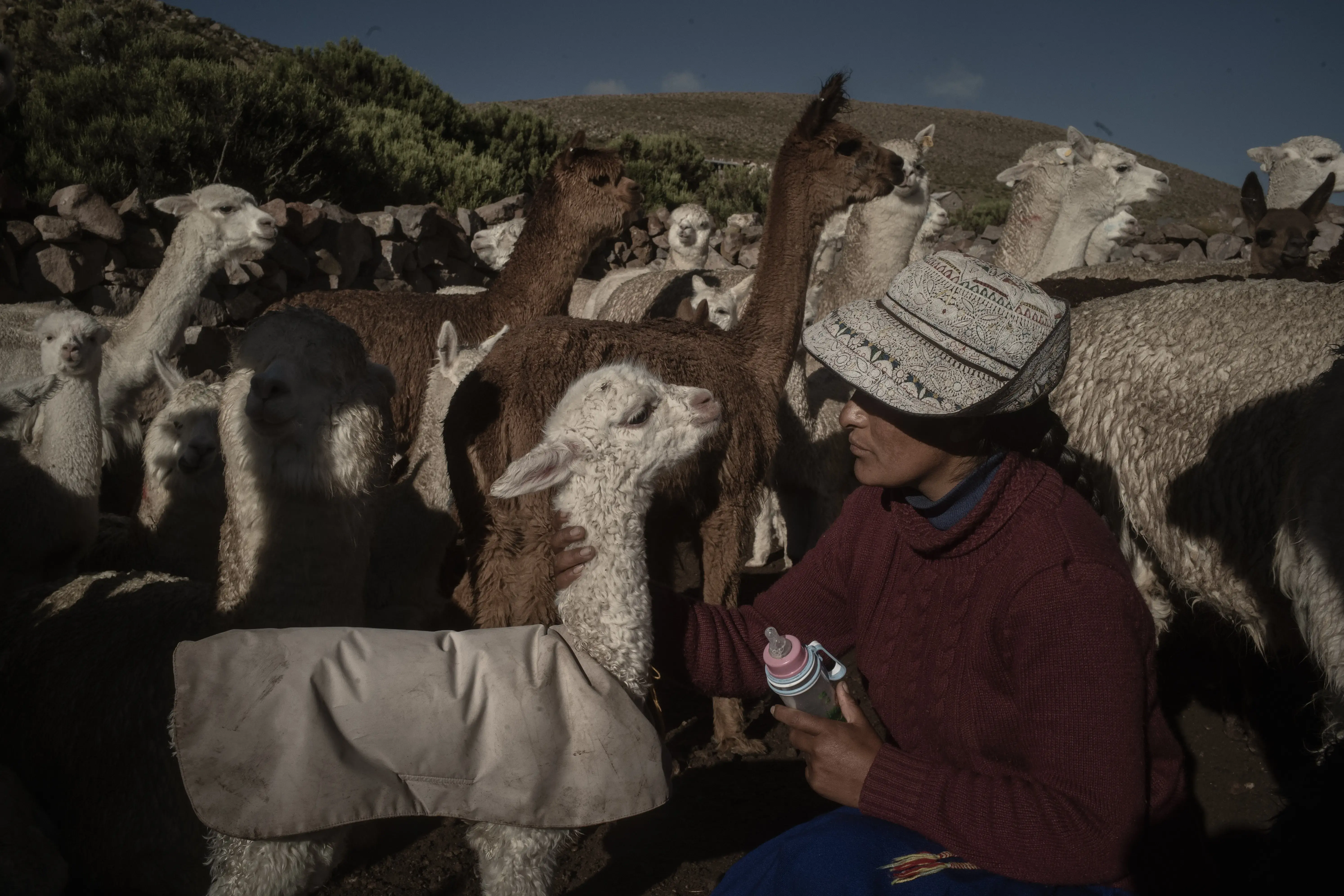 Lana de alpaca y algodón pima: los fabricantes peruanos aspiran a entrar en  el mercado europeo