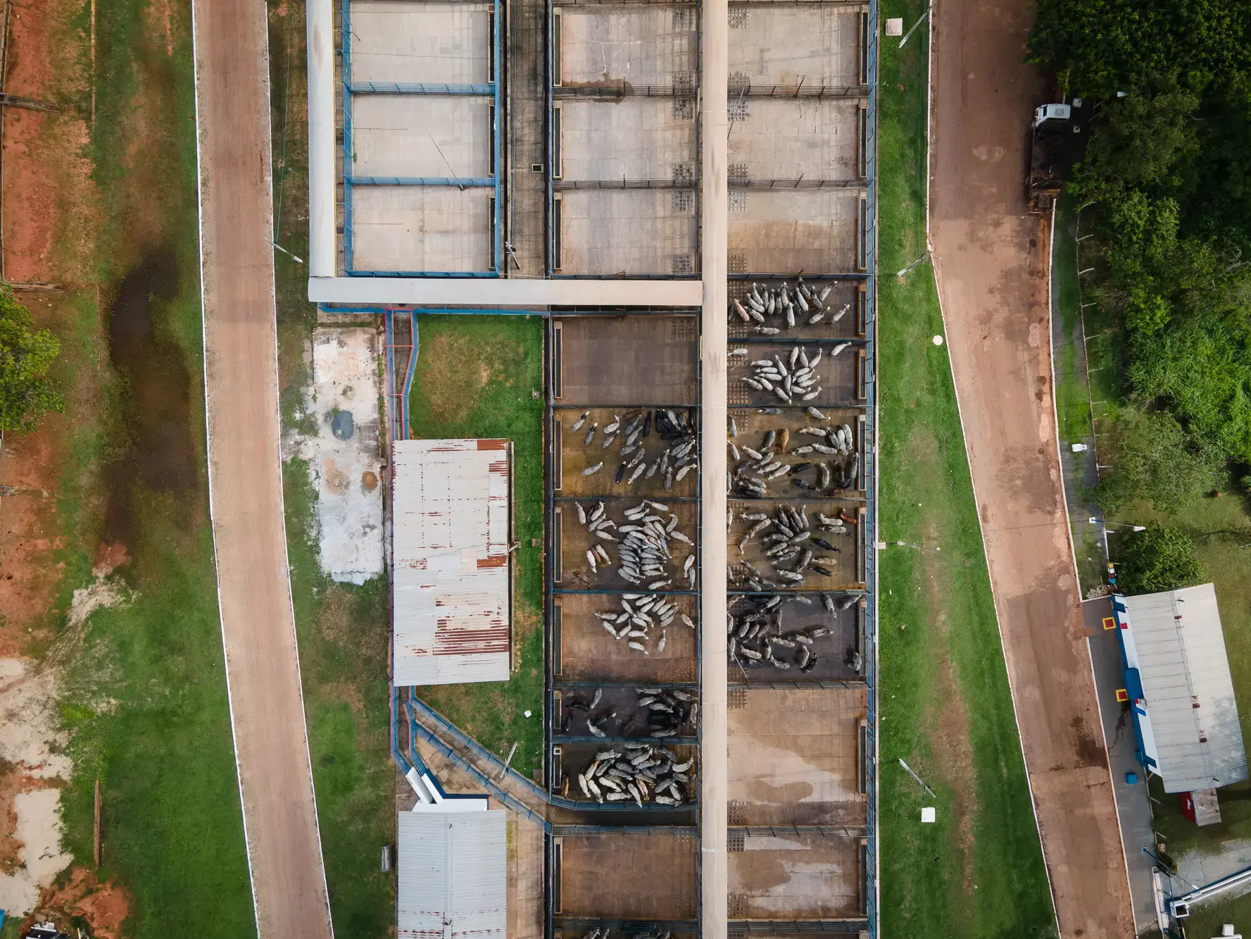 An aerial shot of a cattle lot at a Minerva-run abattoir in Araguaína. Hundreds of cattle slaughtered here are raised on farms encroaching on Mãe Maria and other Indigenous lands.