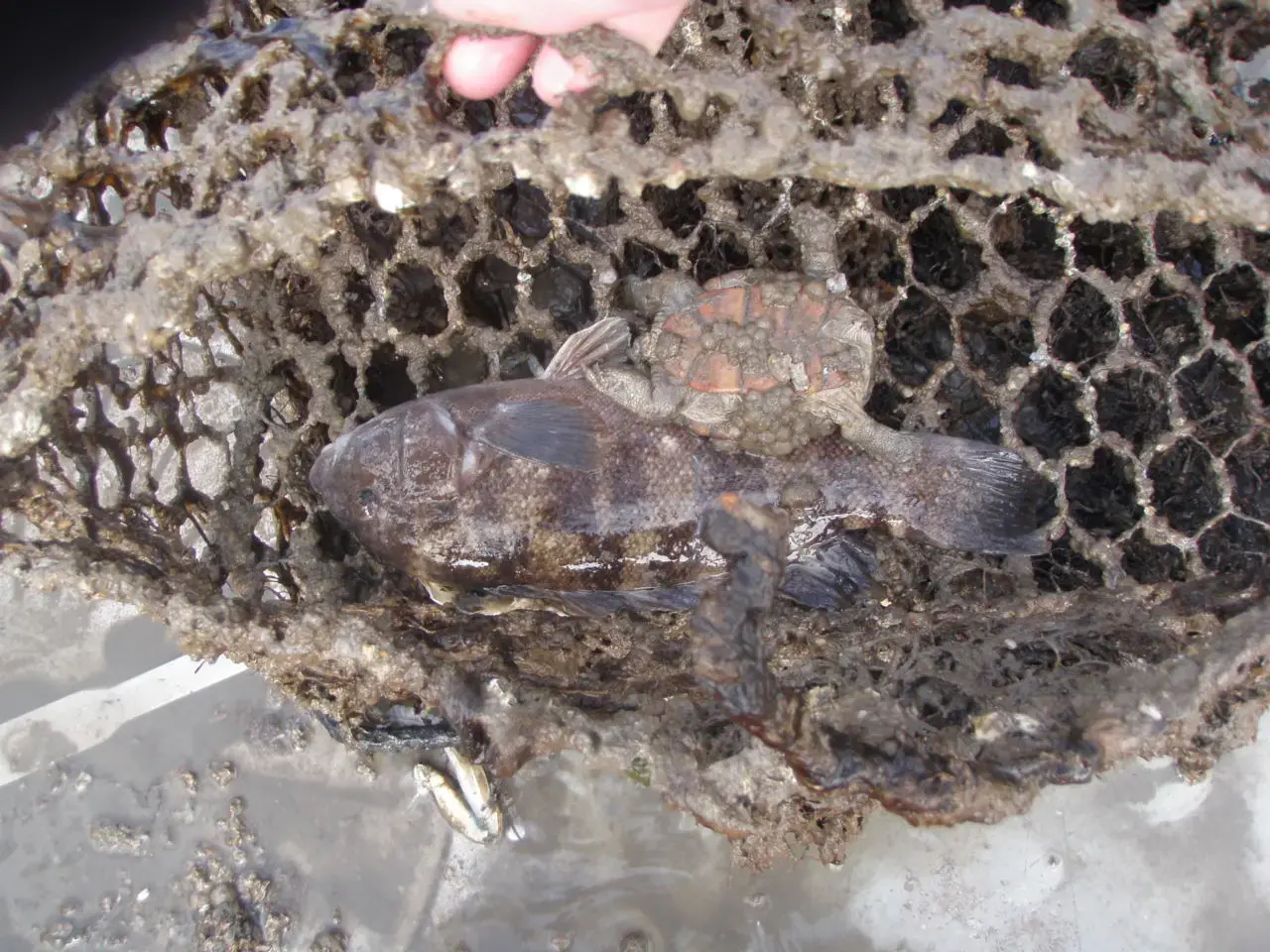 Ghost Gear: Haunting Chesapeake Bay