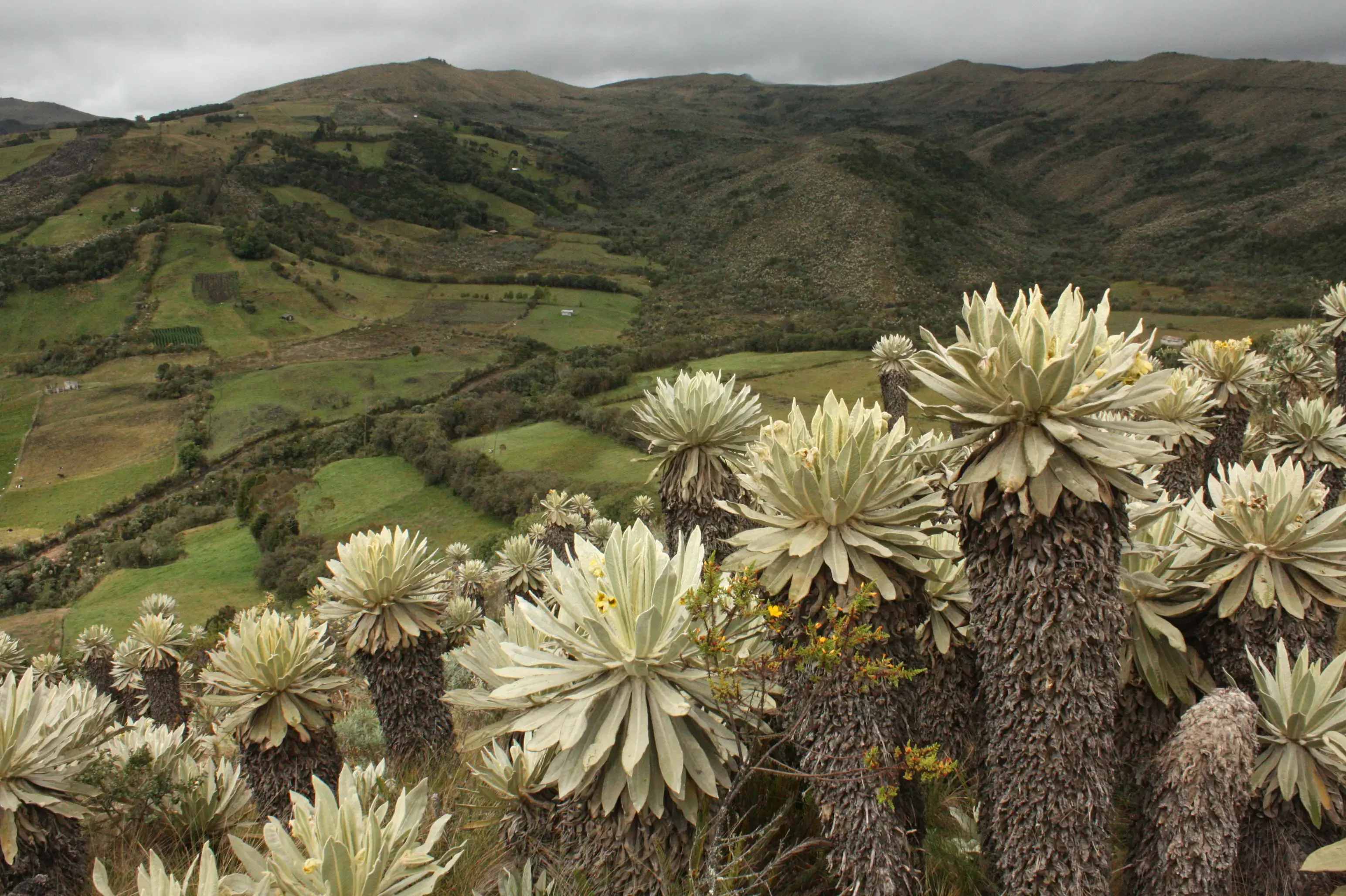 Frailejones en el ecosistema de páramo en el resguardo de Cumbal.