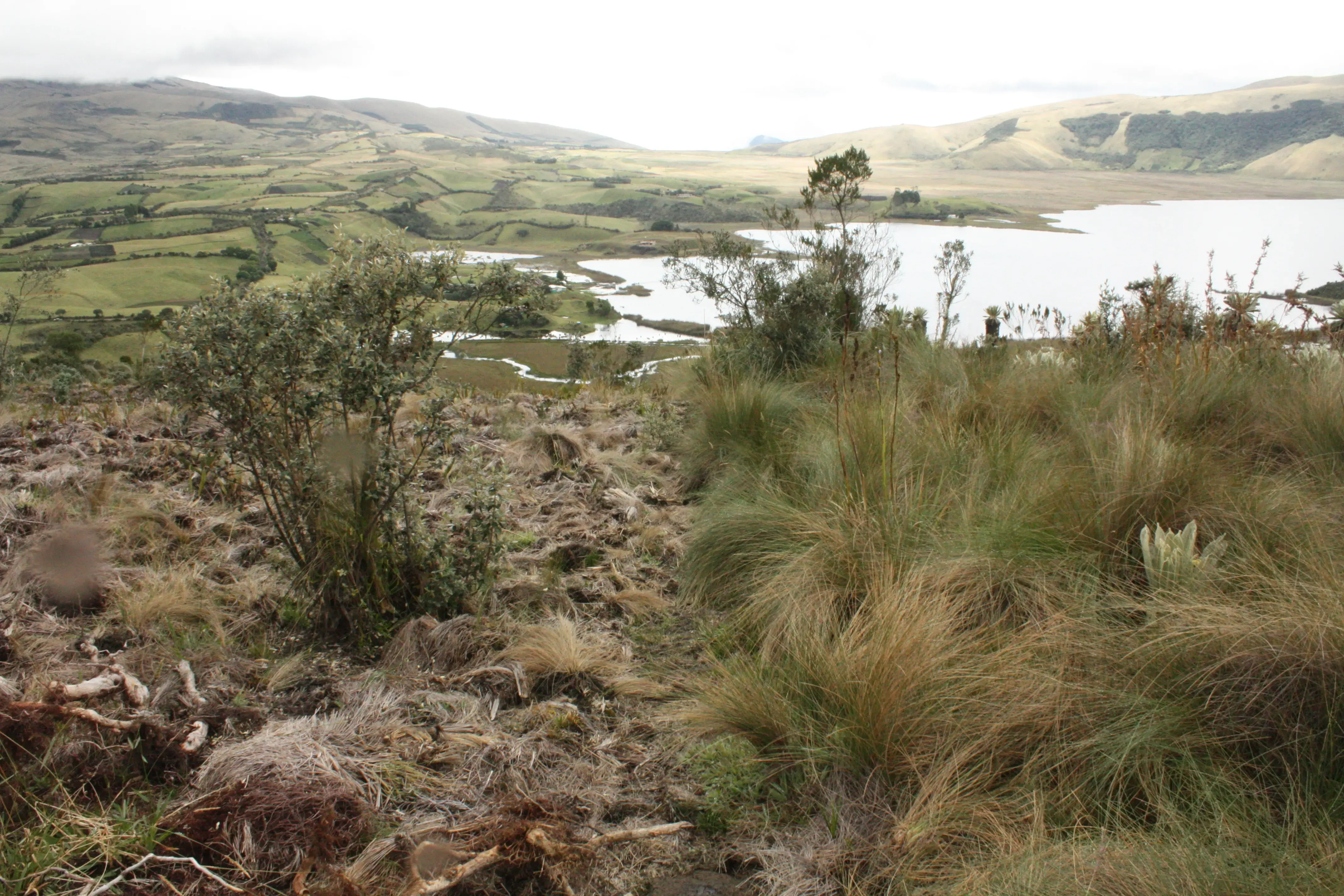 Fragmento de potrero tras una quema en la Laguna de Cumbal.
