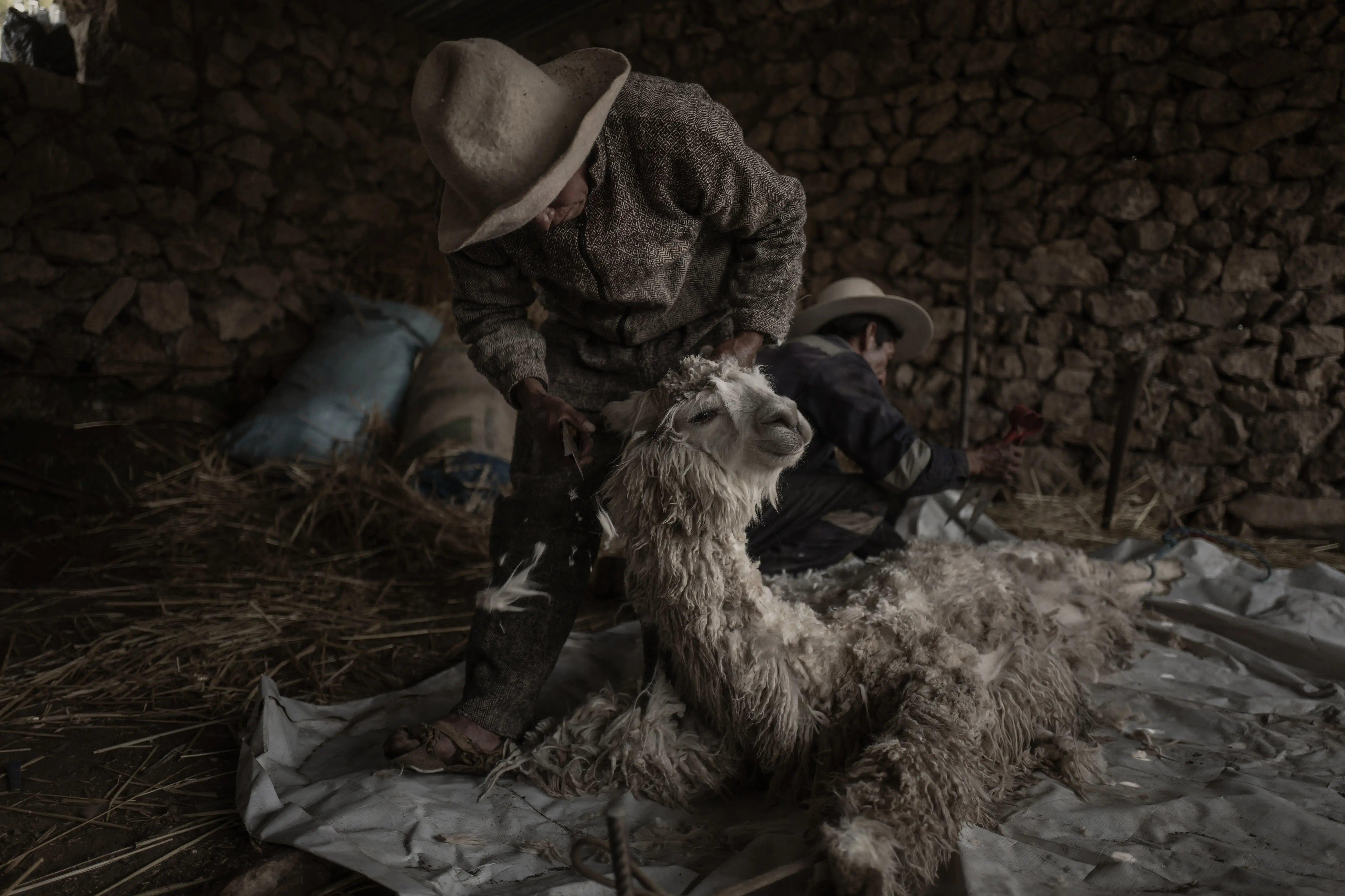 Fibras naturales de alpaca, una oportunidad para nuevos mercados