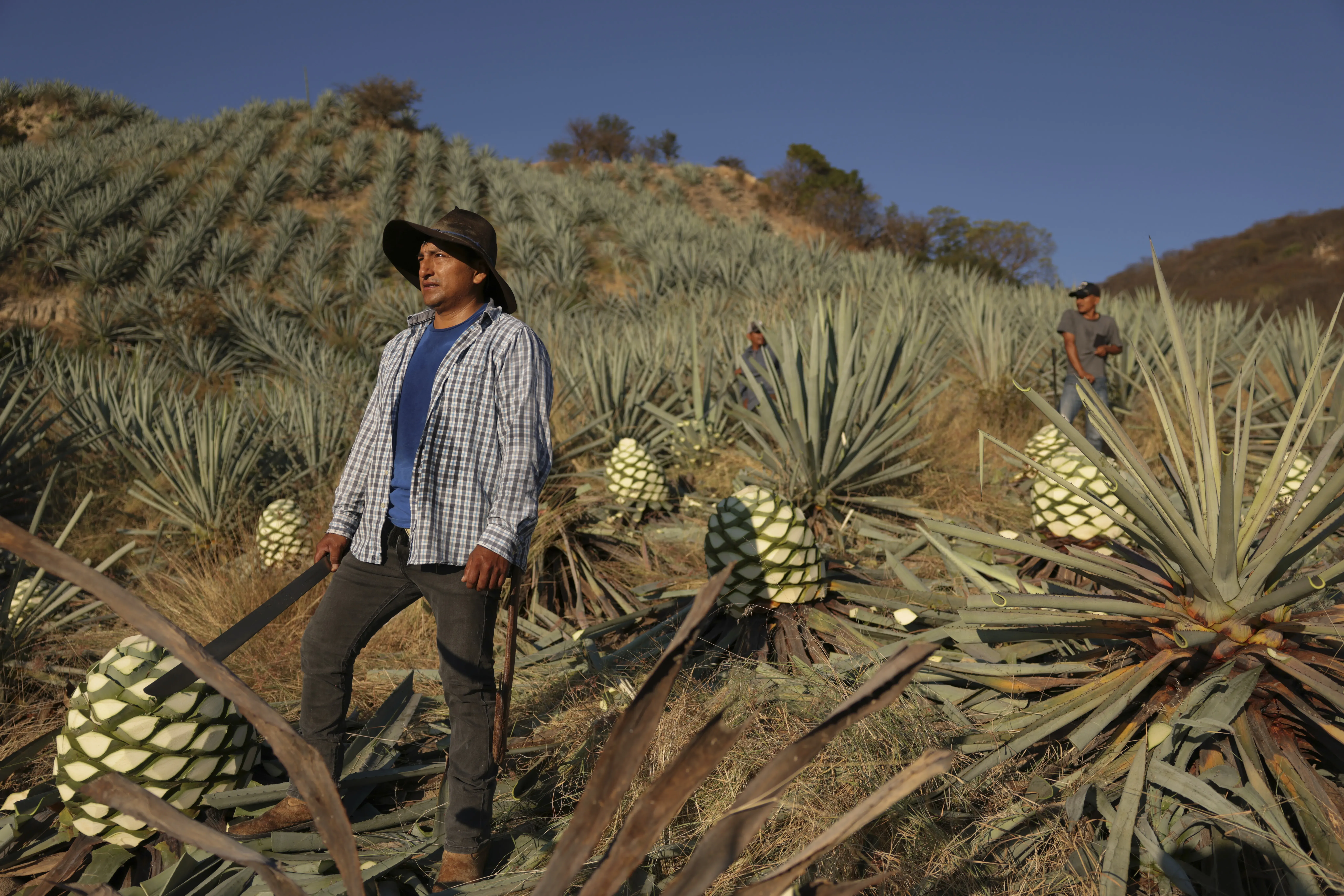 Mezcal's Environmental Costs in Mexico | Pulitzer Center