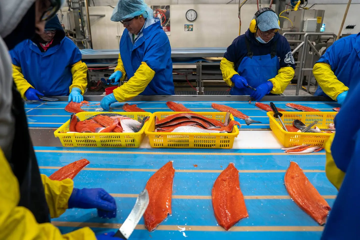 Workers in yellow and blue protective gear slice salmon fillets and stack them in yellow baskets at an indoor processing plant.