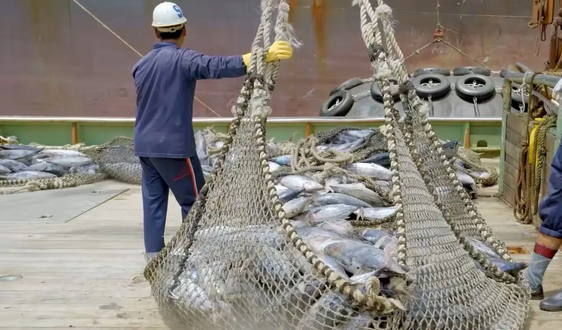 Fisheries observer with a net full of fish