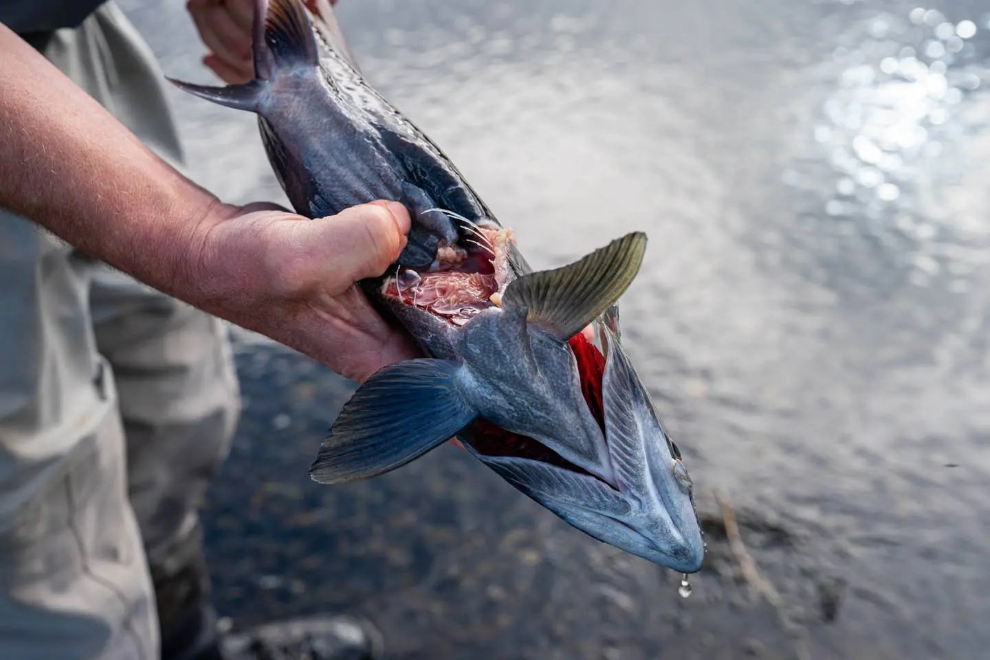 A researcher holds a salmon upside down to show how her belly is  ripped open. 