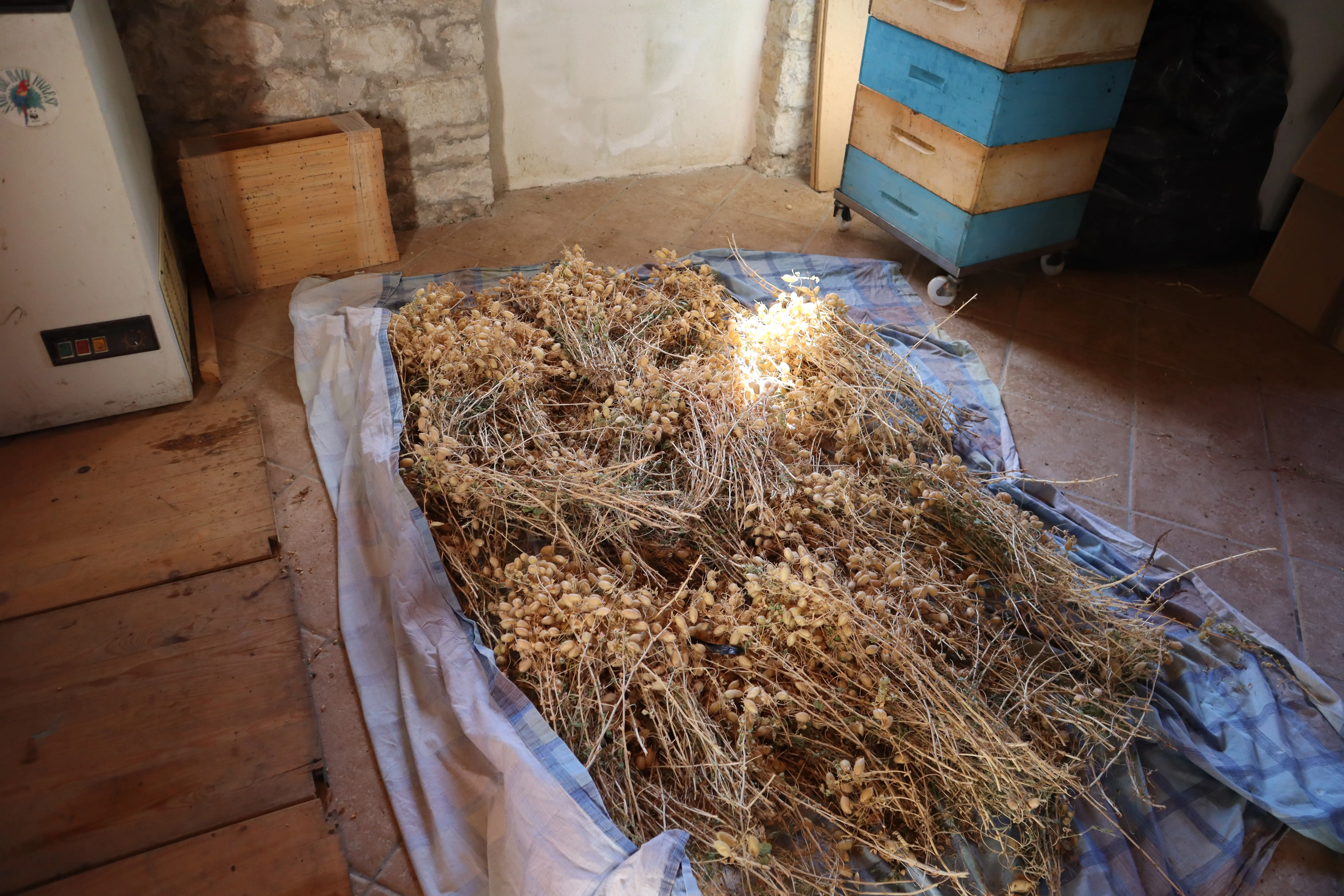 Dried chickpeas