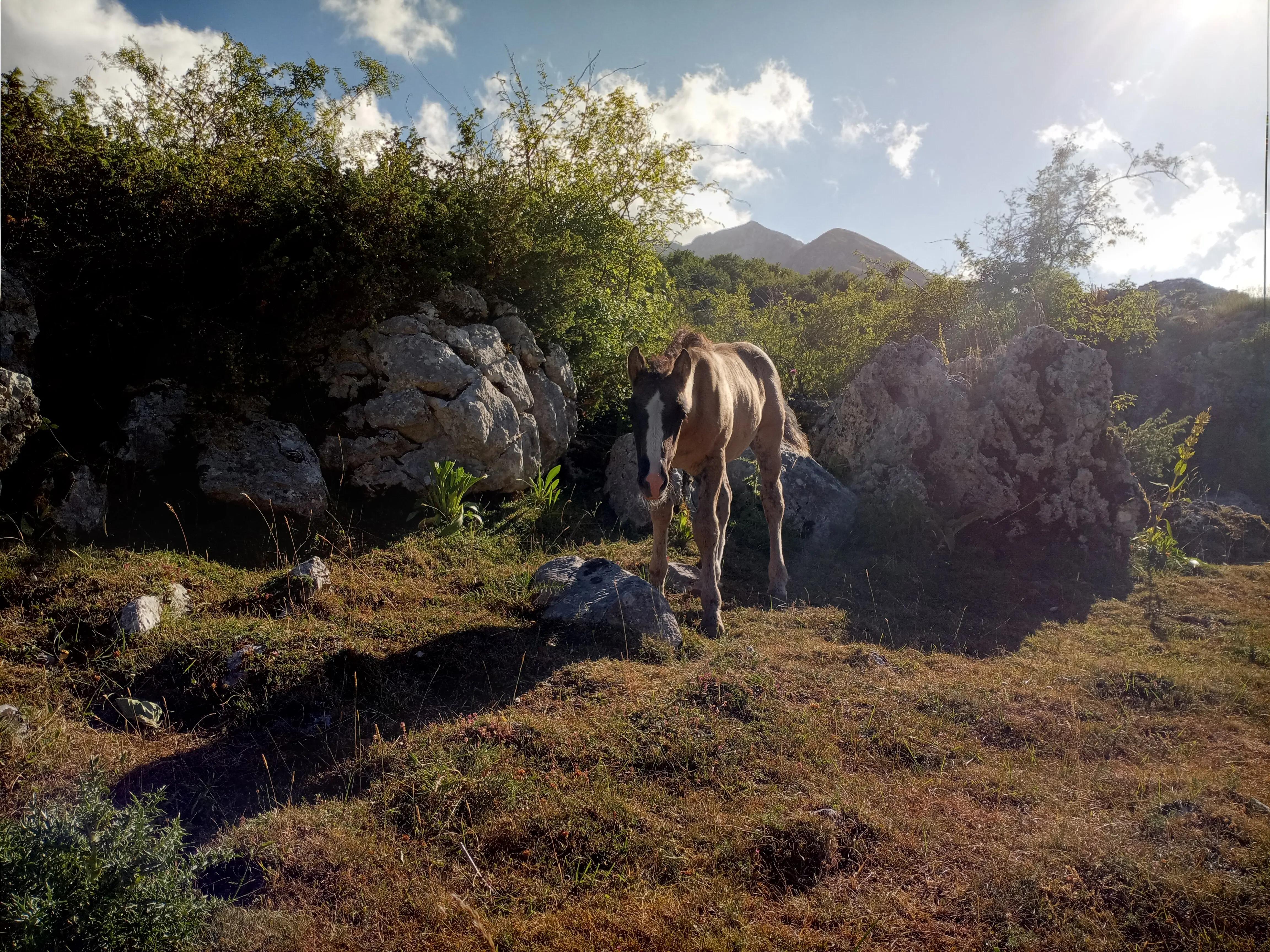 A horse is seen standing in front of rocks in front of mountainous area