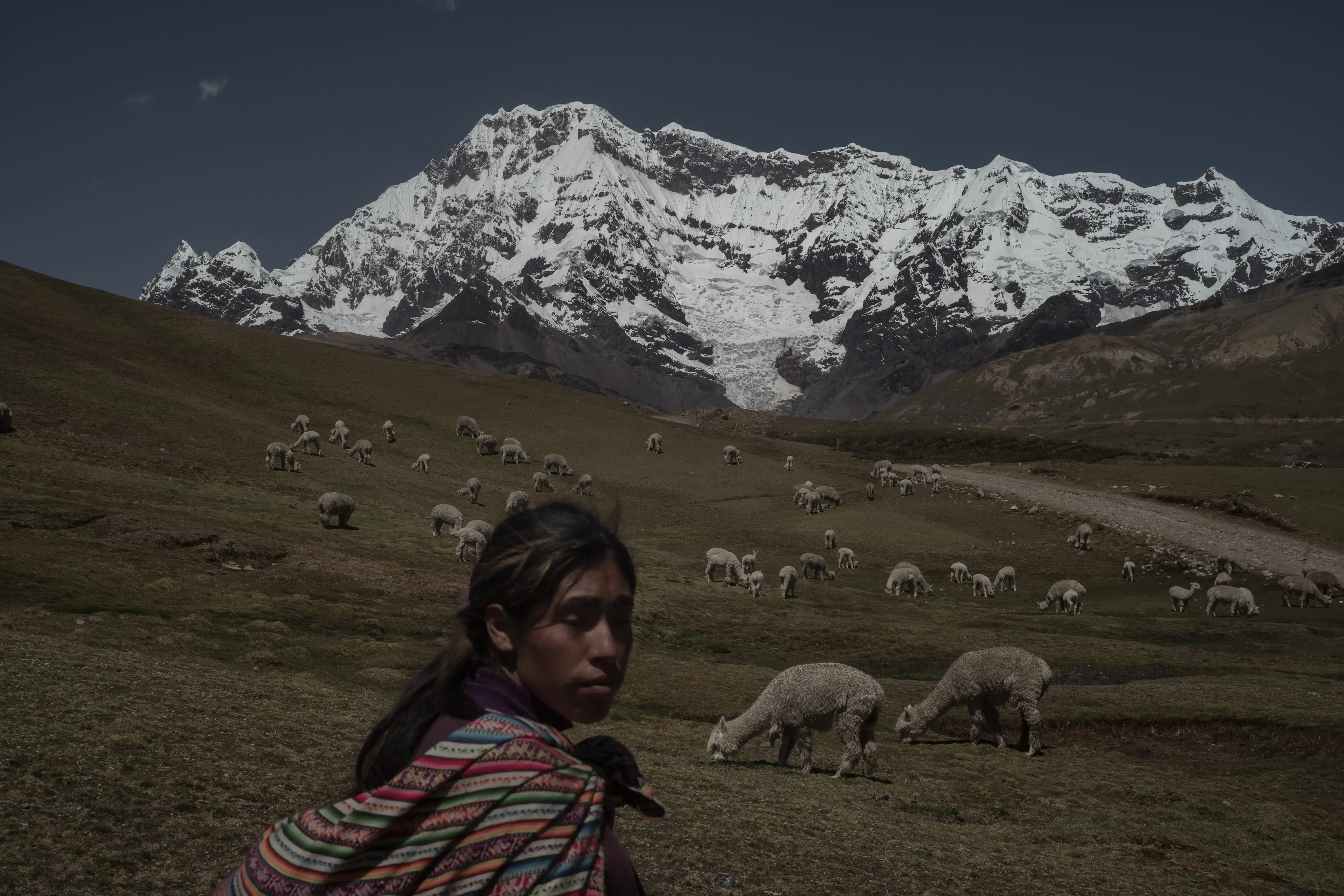 Lana de alpaca y algodón pima: los fabricantes peruanos aspiran a entrar en  el mercado europeo