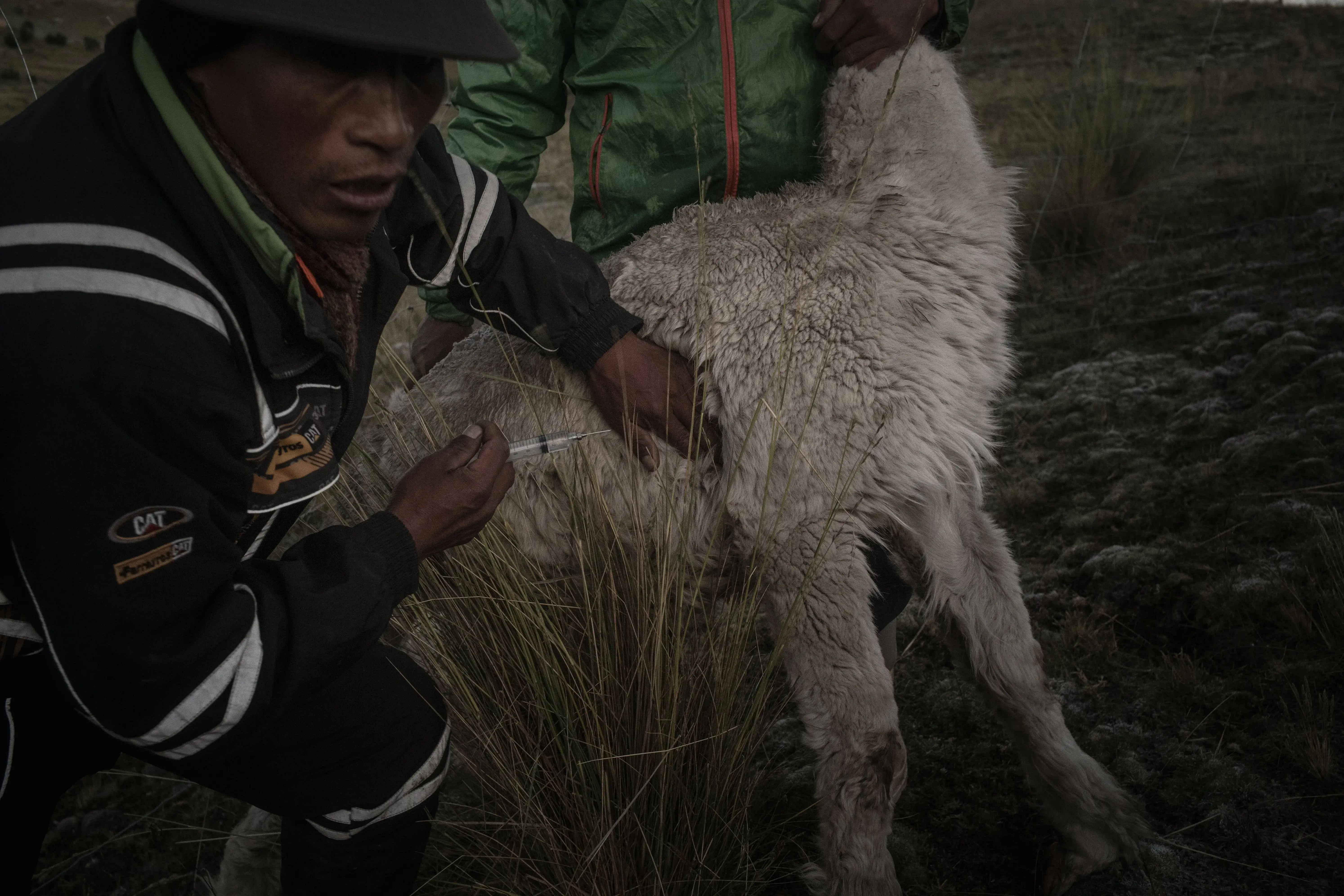 Fibras naturales de alpaca, una oportunidad para nuevos mercados