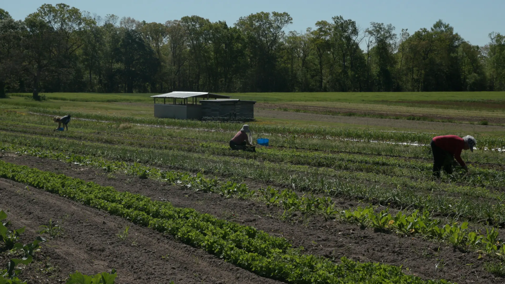 three women picking plants in field