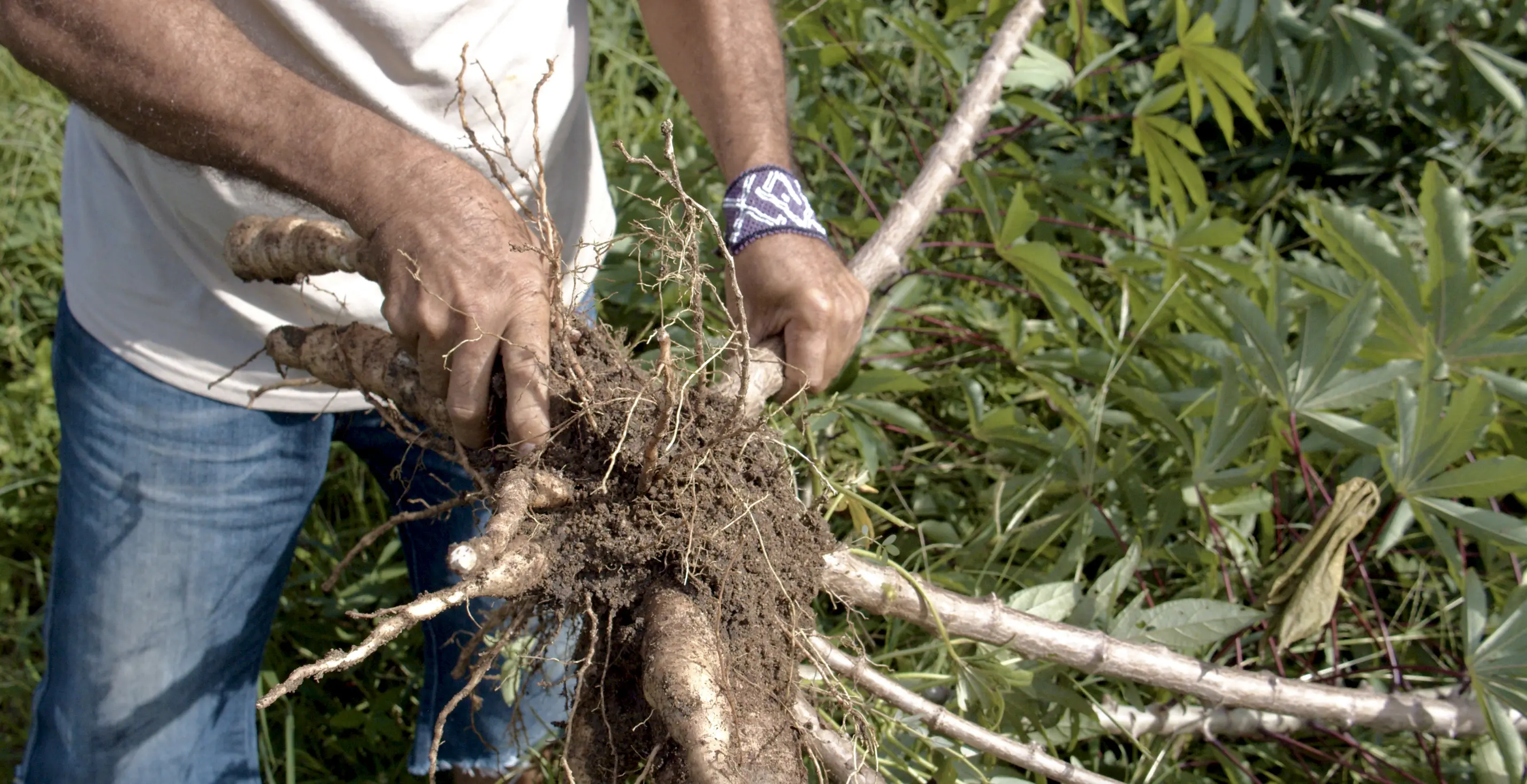 roots in hands