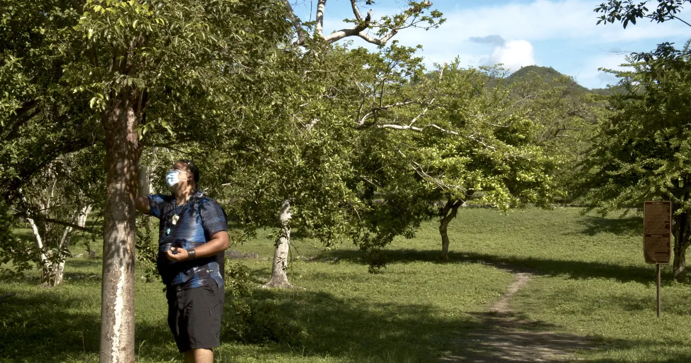 Po Araní examines a native tree
