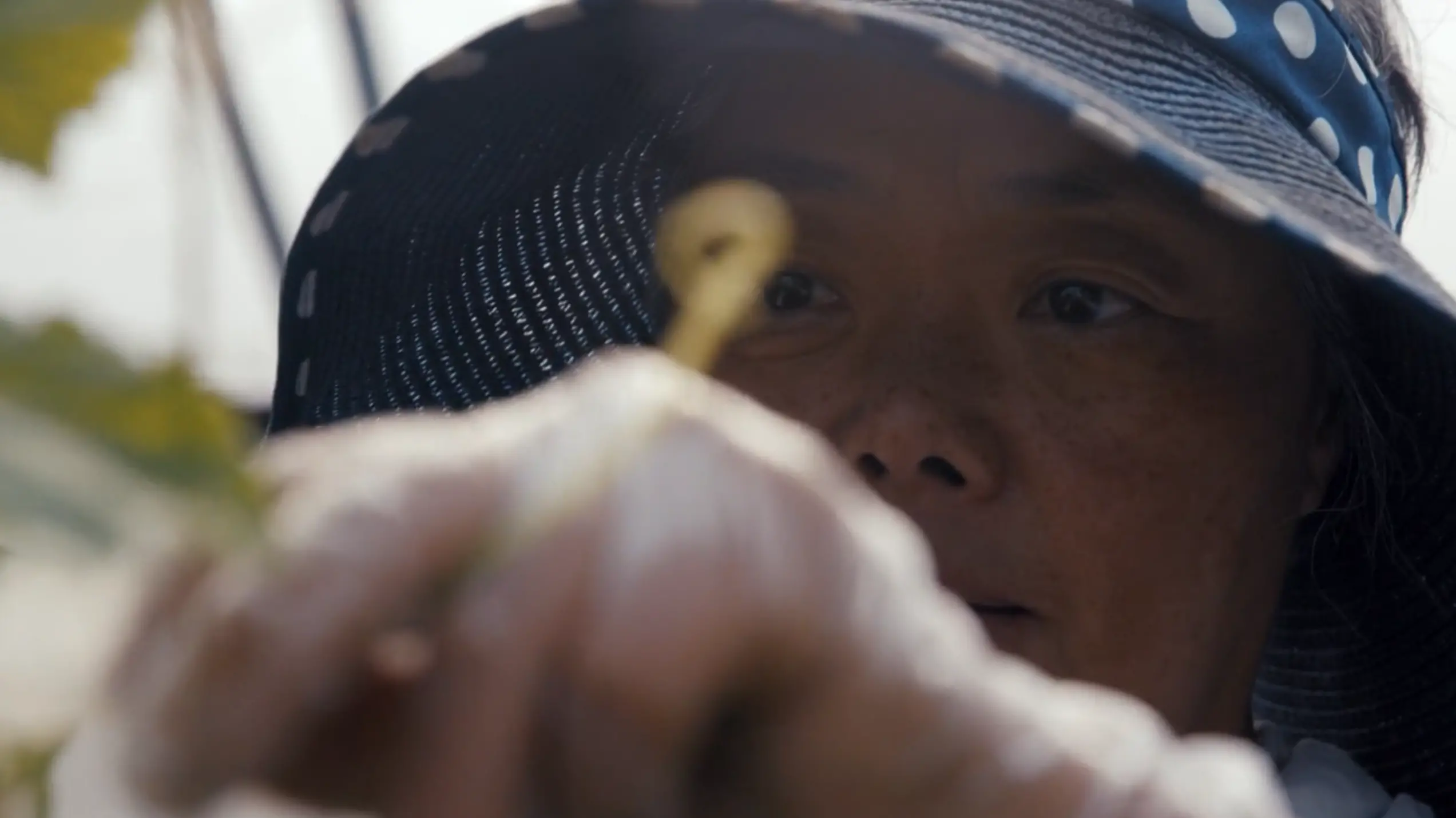 close up of Nevia picking plants