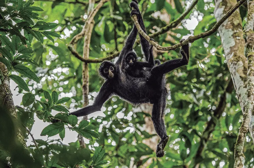 A mother monkey and its baby swing from the branches of a tree.