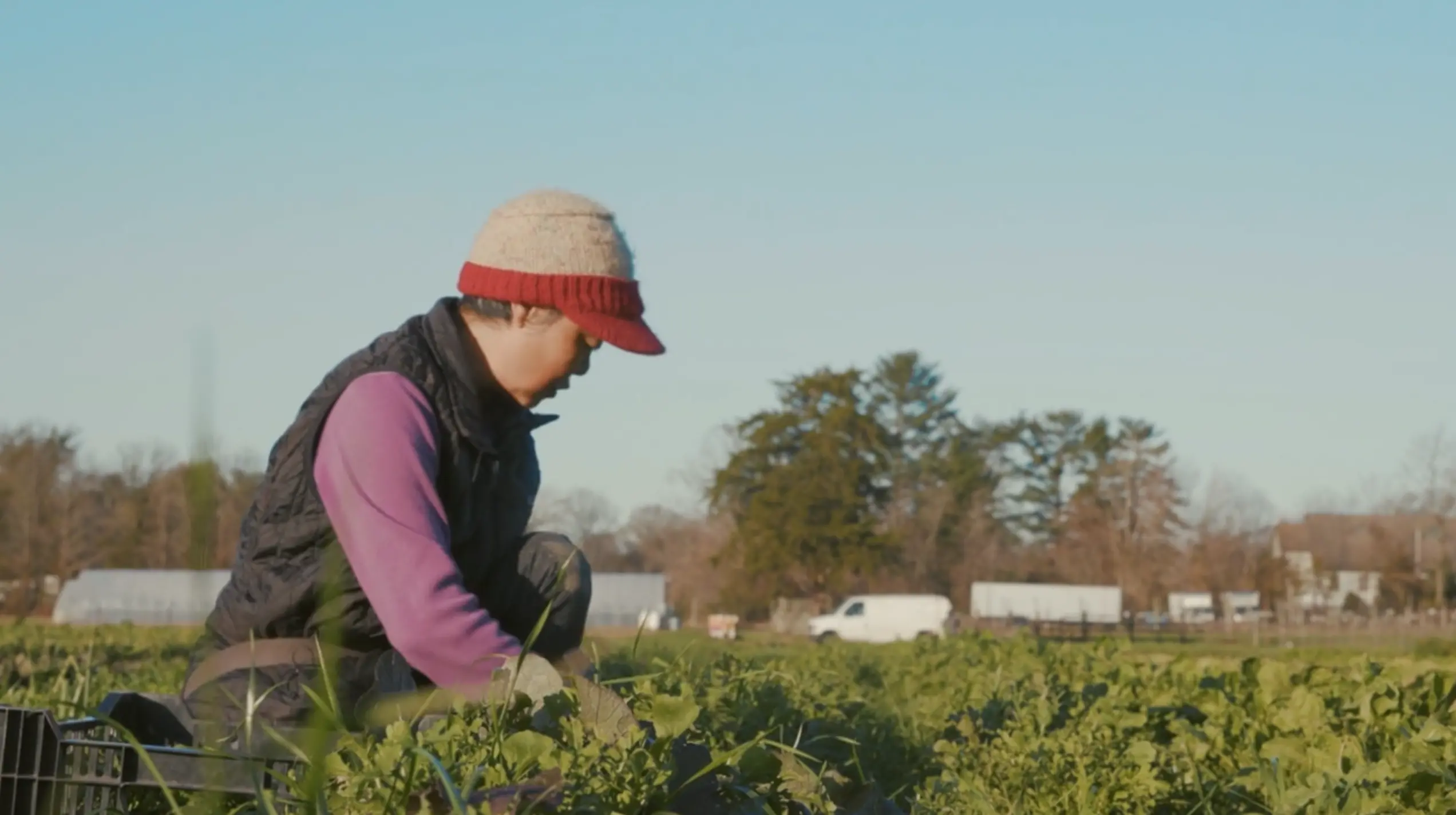 A women in a knit hat and a puffer vest kneels in front of her crops and begins harvest