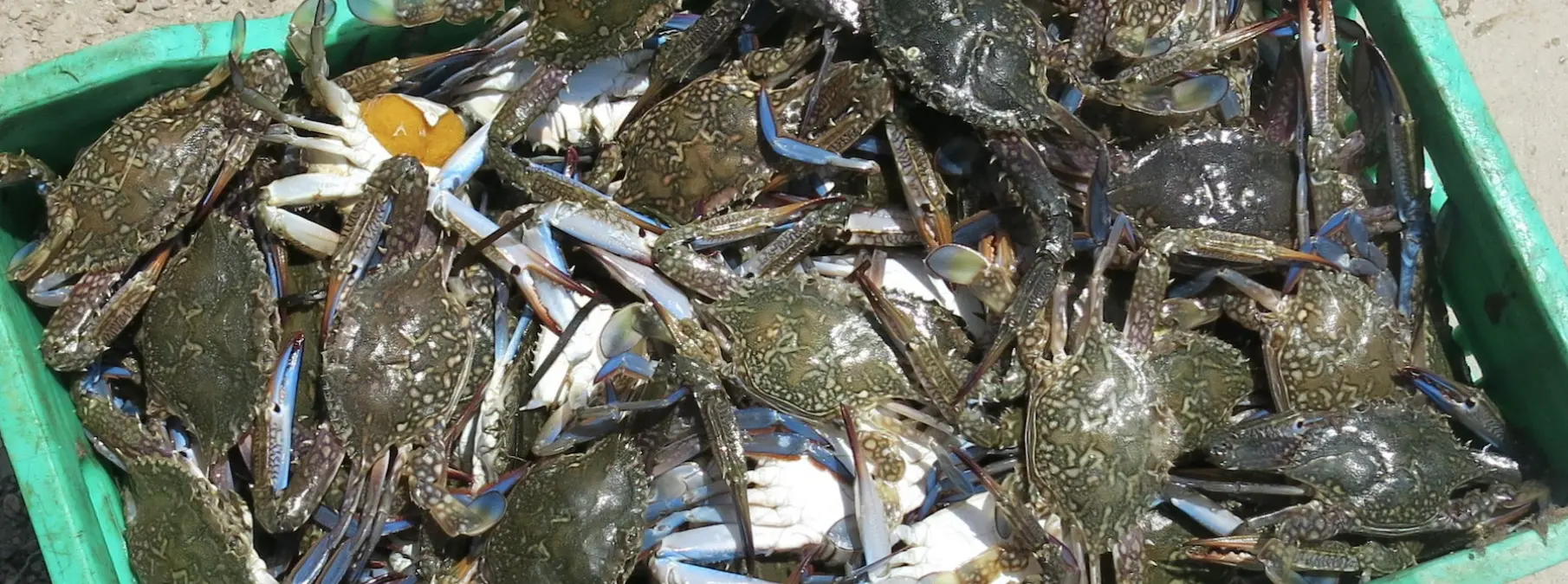 Love 'Em and Loathe 'Em: Mediterranean Grapples With Tasty, Voracious,  Invasive Crabs