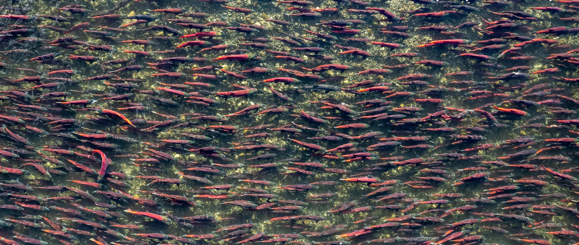A bird's eye view of a crystal clear creek full of hundreds of salmon. The brilliant red and maroon-colored fish are all swimming in the same direction.