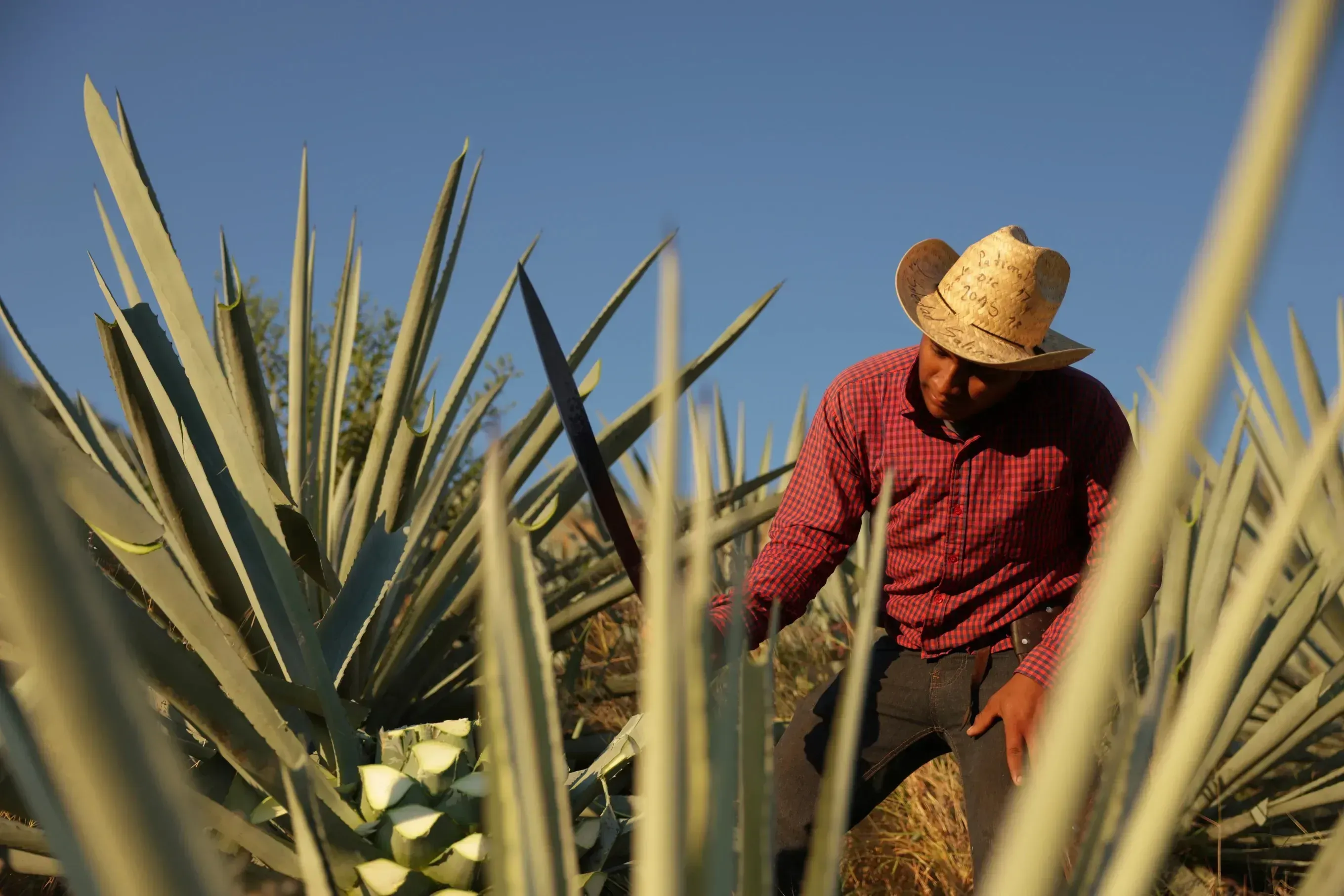 See How Mezcal Is Made in Mexico | Pulitzer Center