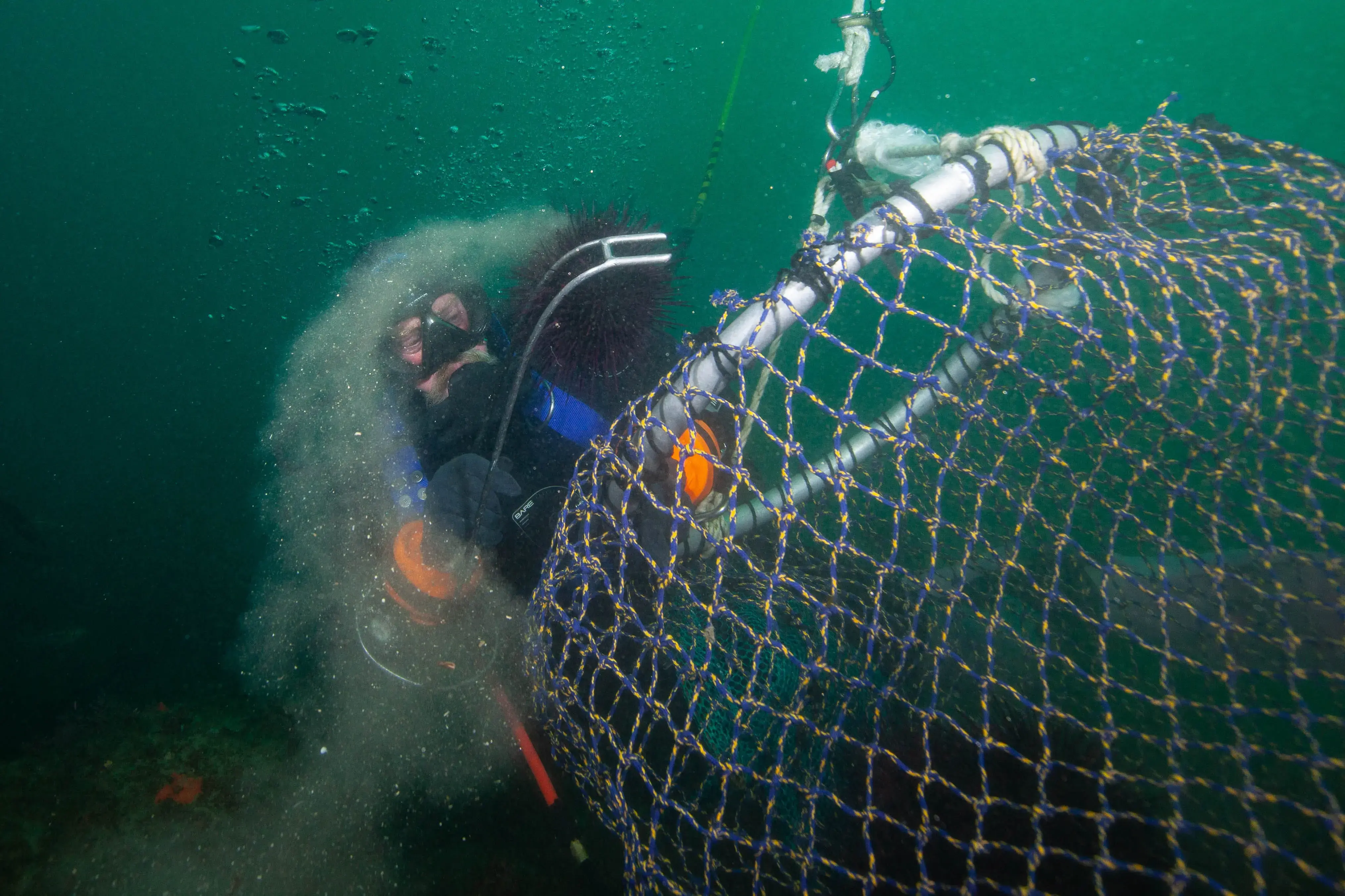 For 20 years, scientists have been chucking fish into the forest. Here's  why