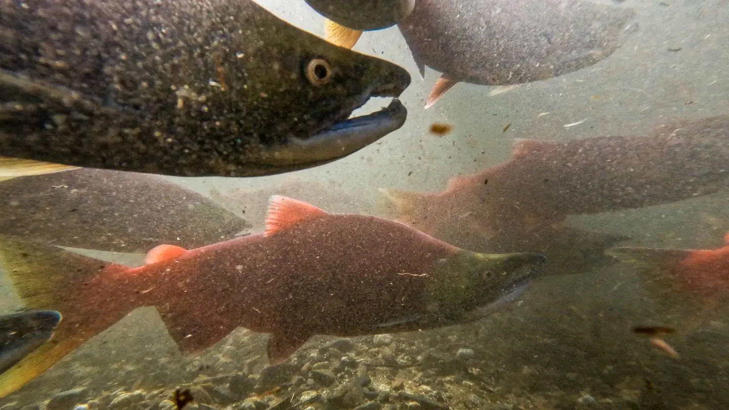 An underwater camera view of the red salmon fish, close up.