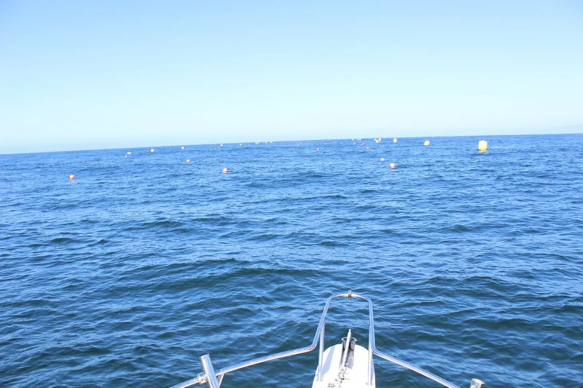 research on seaweed farming