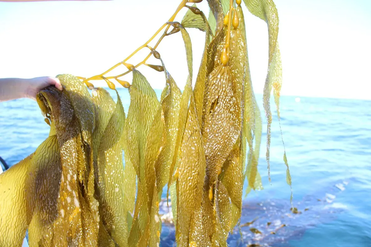 research on seaweed farming