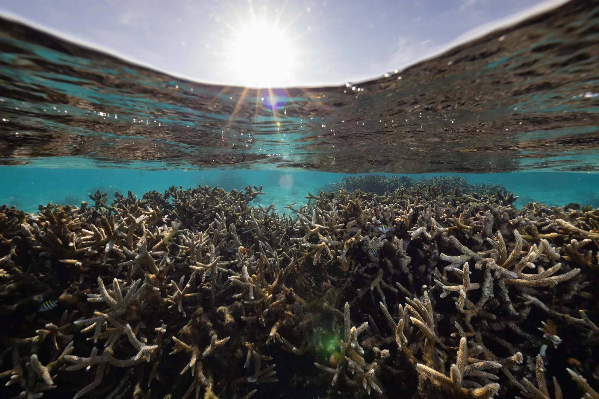 This coral reef has 1