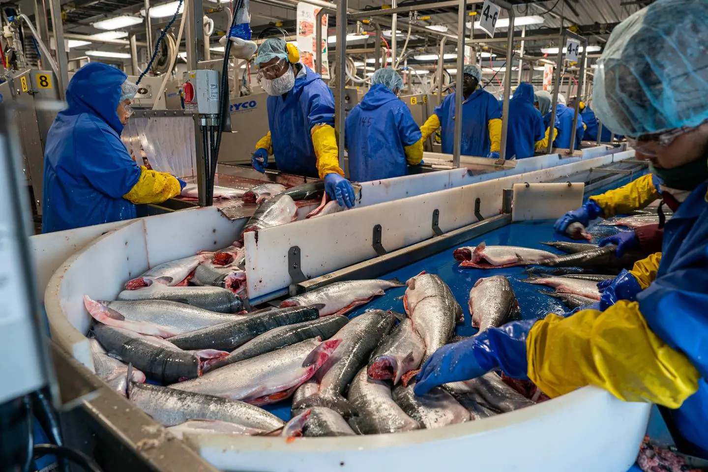 workers in blue and yellow protective gear scan and sort headless salmon on a blue plastic conveyor belt inside of a processing plant.