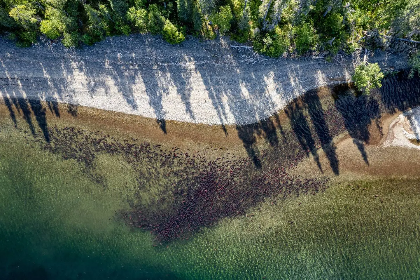 A large school of salmon at the mouth of a crystalline creek