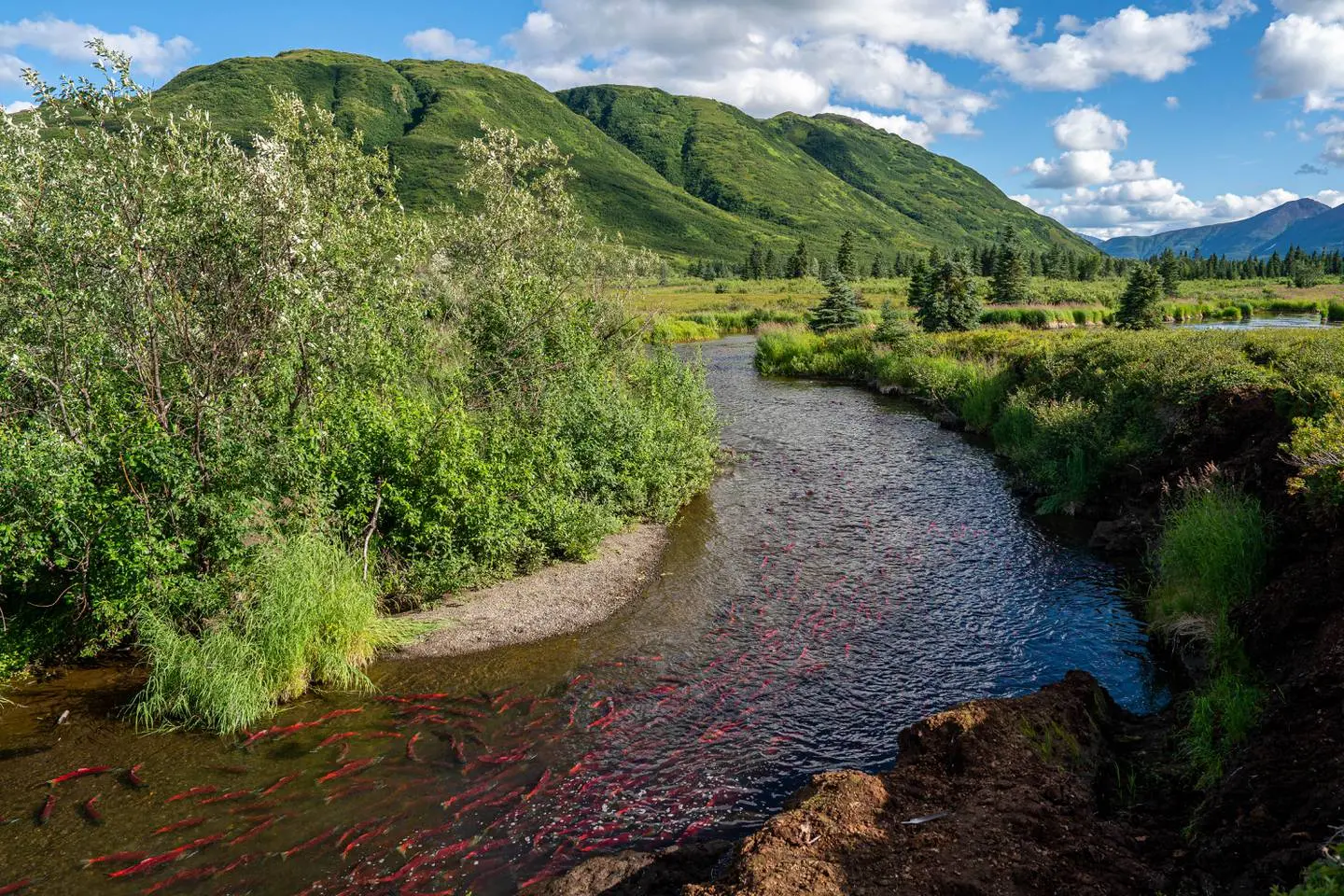 A verdant mountain and valley are the setting for a crystal clear creek bed replete with scarlet colored salmon. 