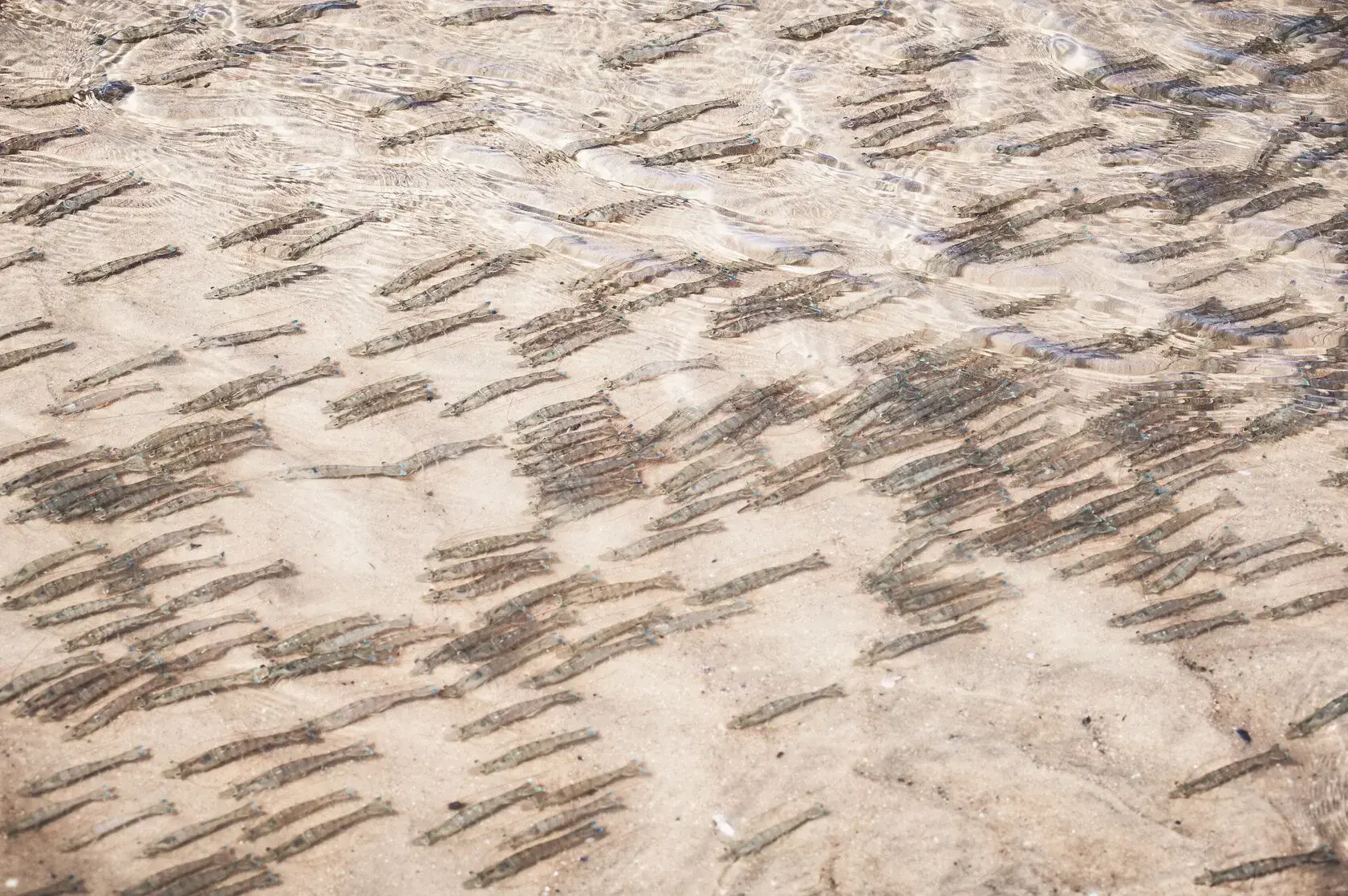 Foto de Areia Movediça e mais fotos de stock de Areia movediça