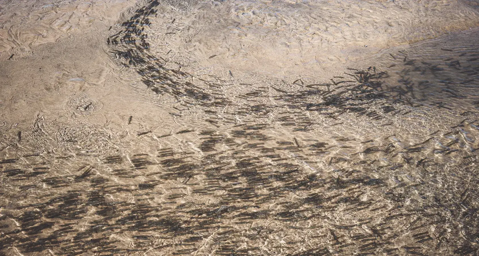 Entenda fenômeno de areia movediça que ocorreu em Balneário