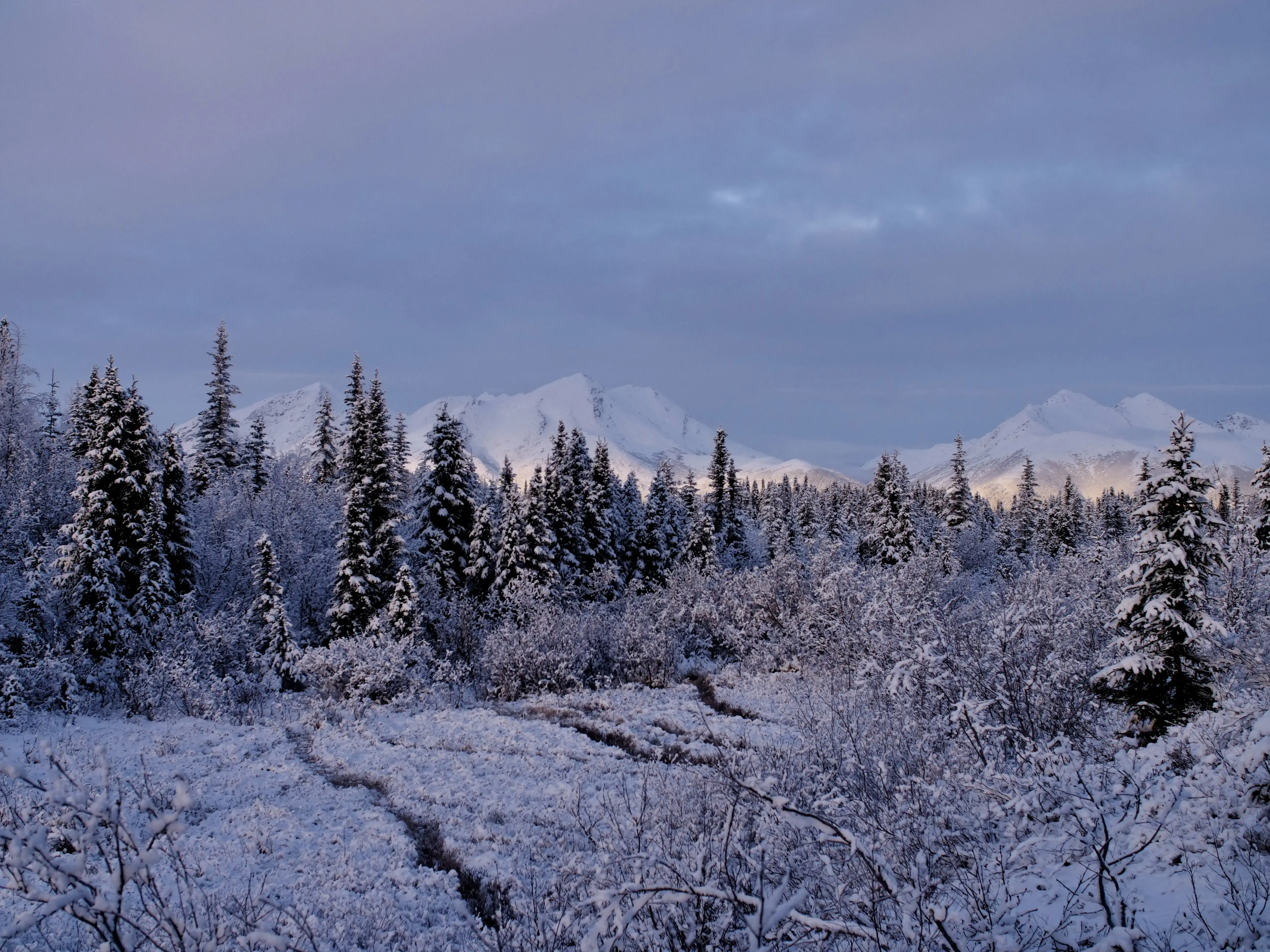 Moose Tracks in the Snow: Unraveling the Mystery of Wildlife's Winter Trails