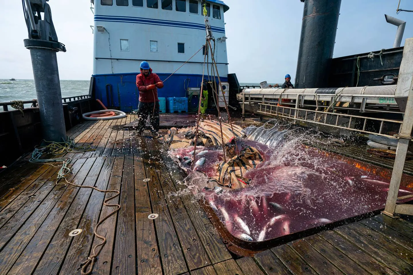 A fisherman lets a net loose into a pool aboard a boat deck that is full of red water. The fish squirm in the water as the net splashes down. 