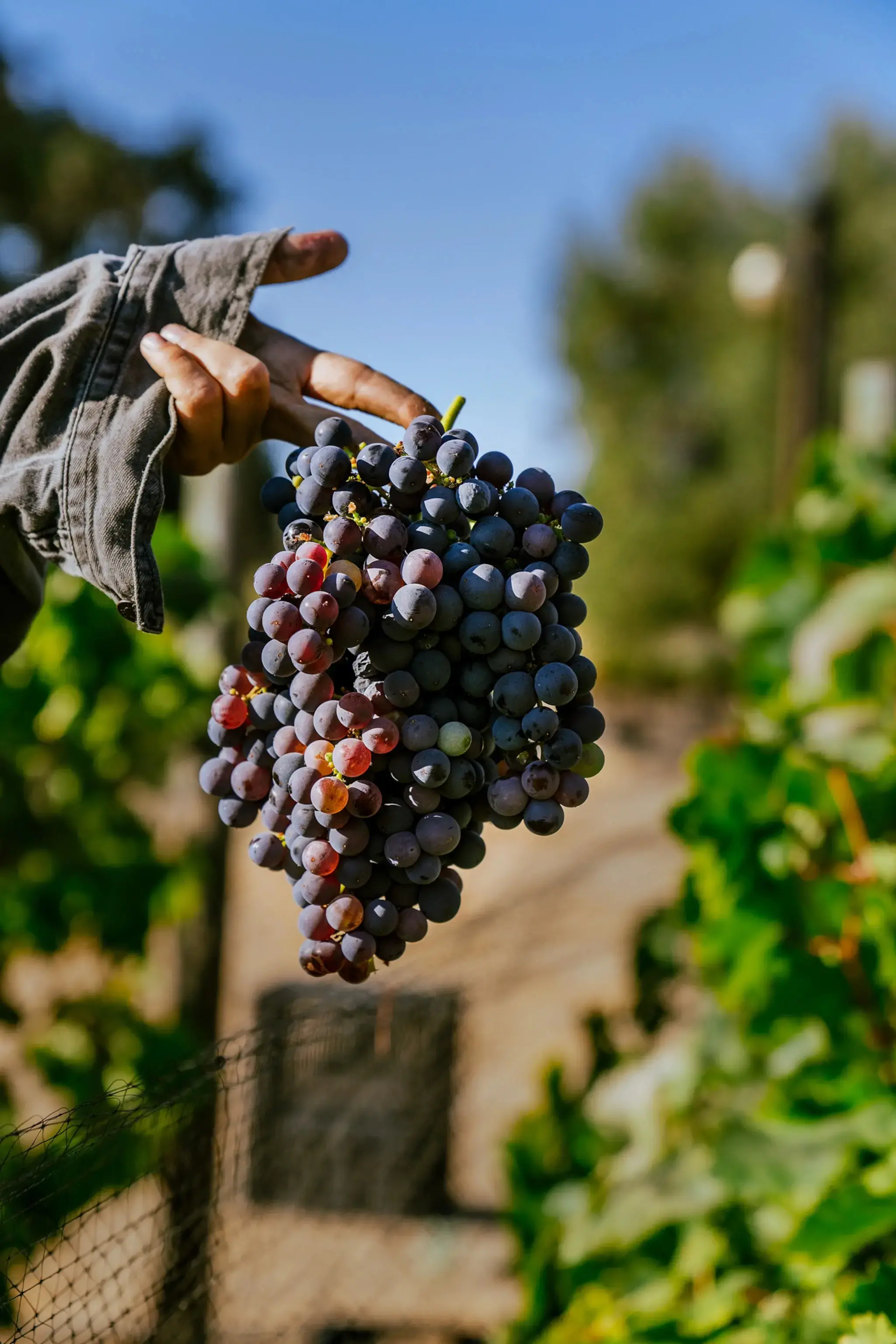 In California, a new strategy to fight grapevine-killing bacteria